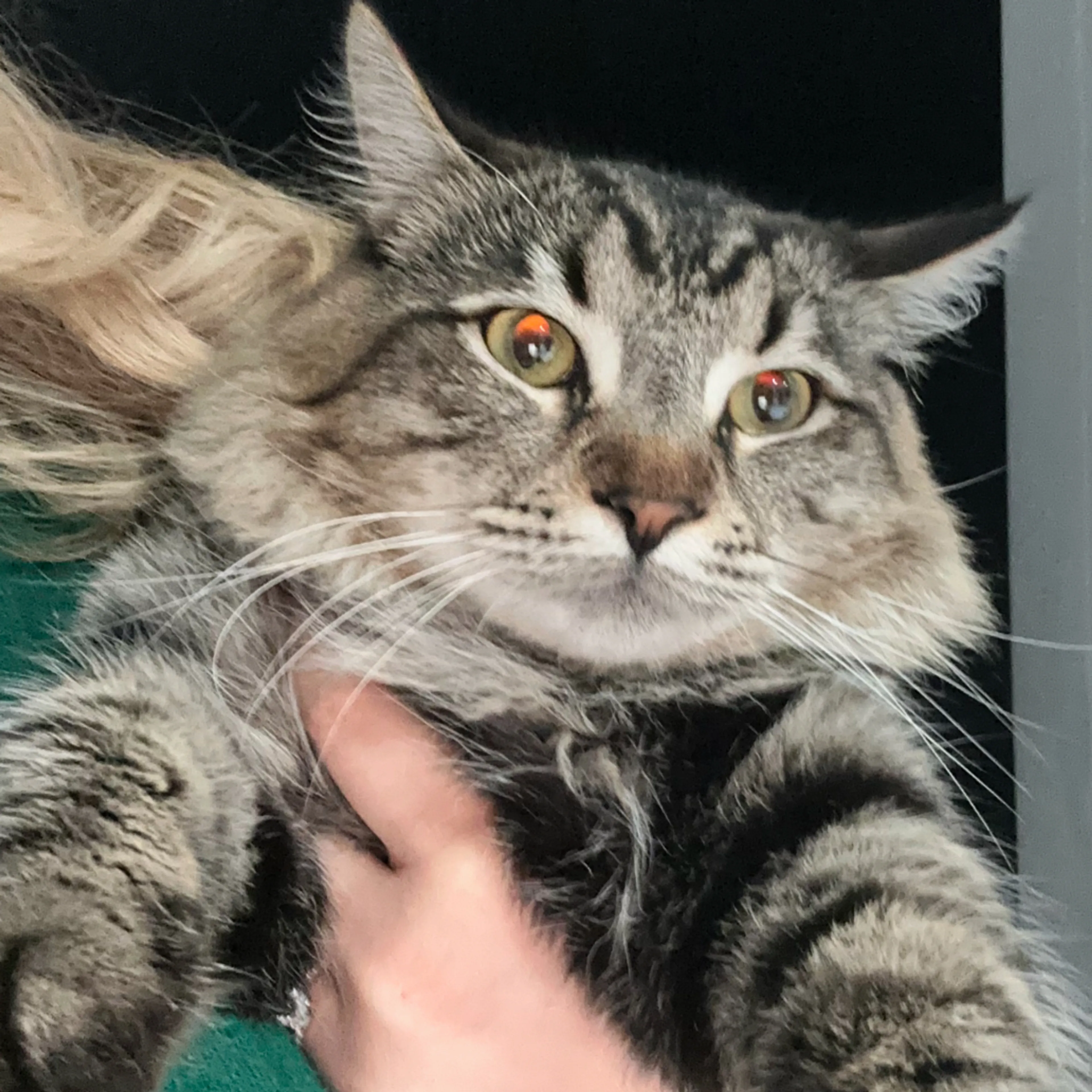Lost pet-1
