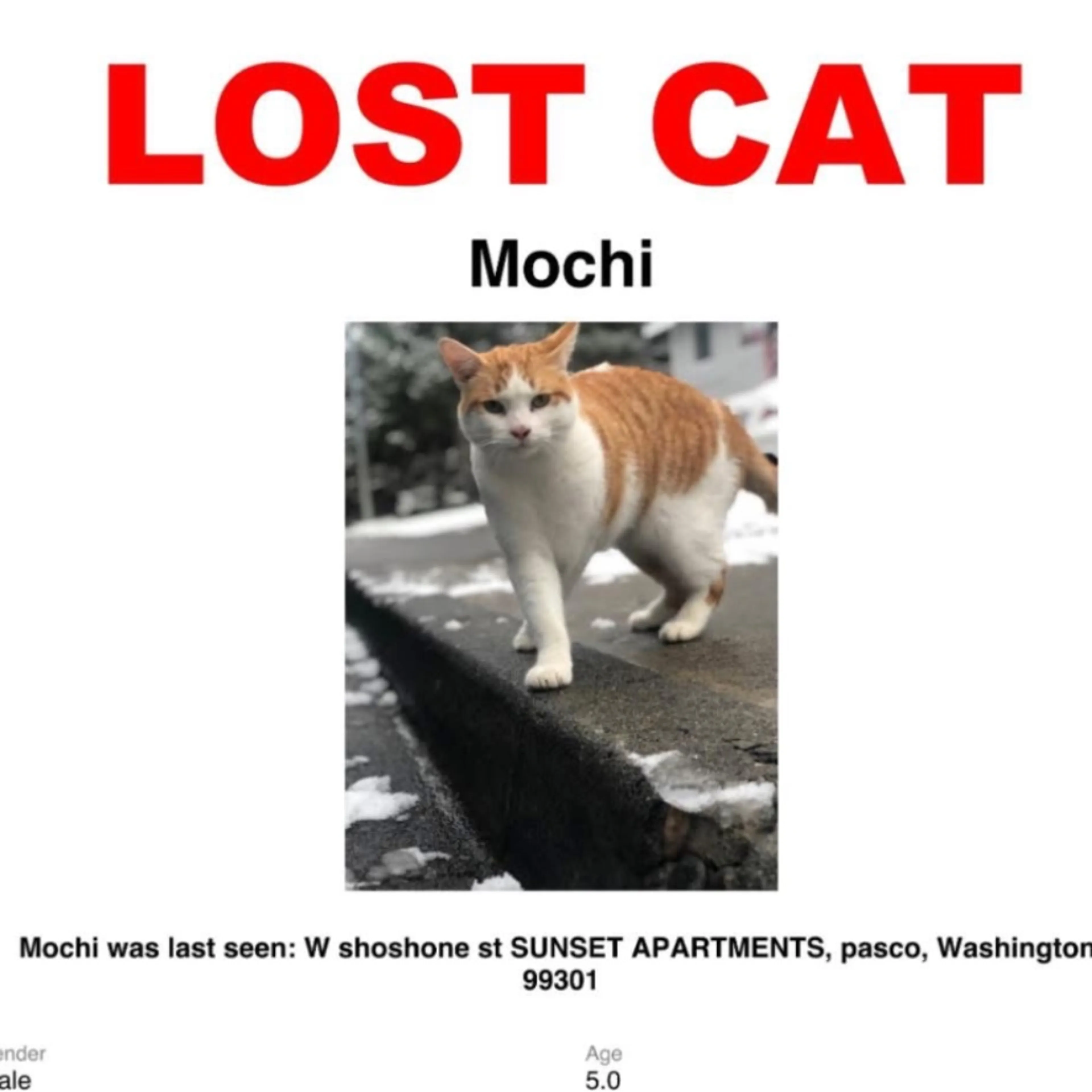 Lost pet-0