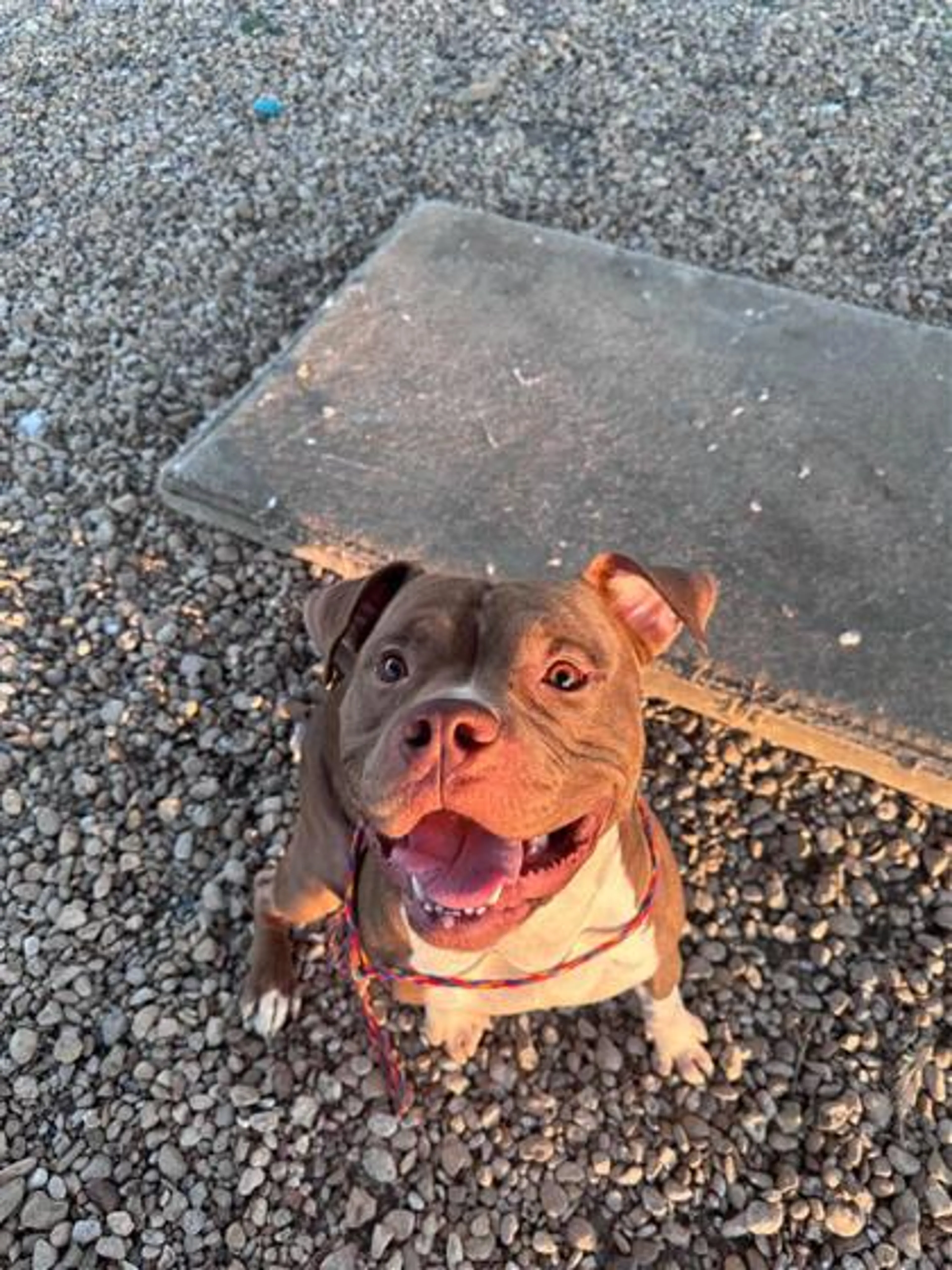 Found pet-2