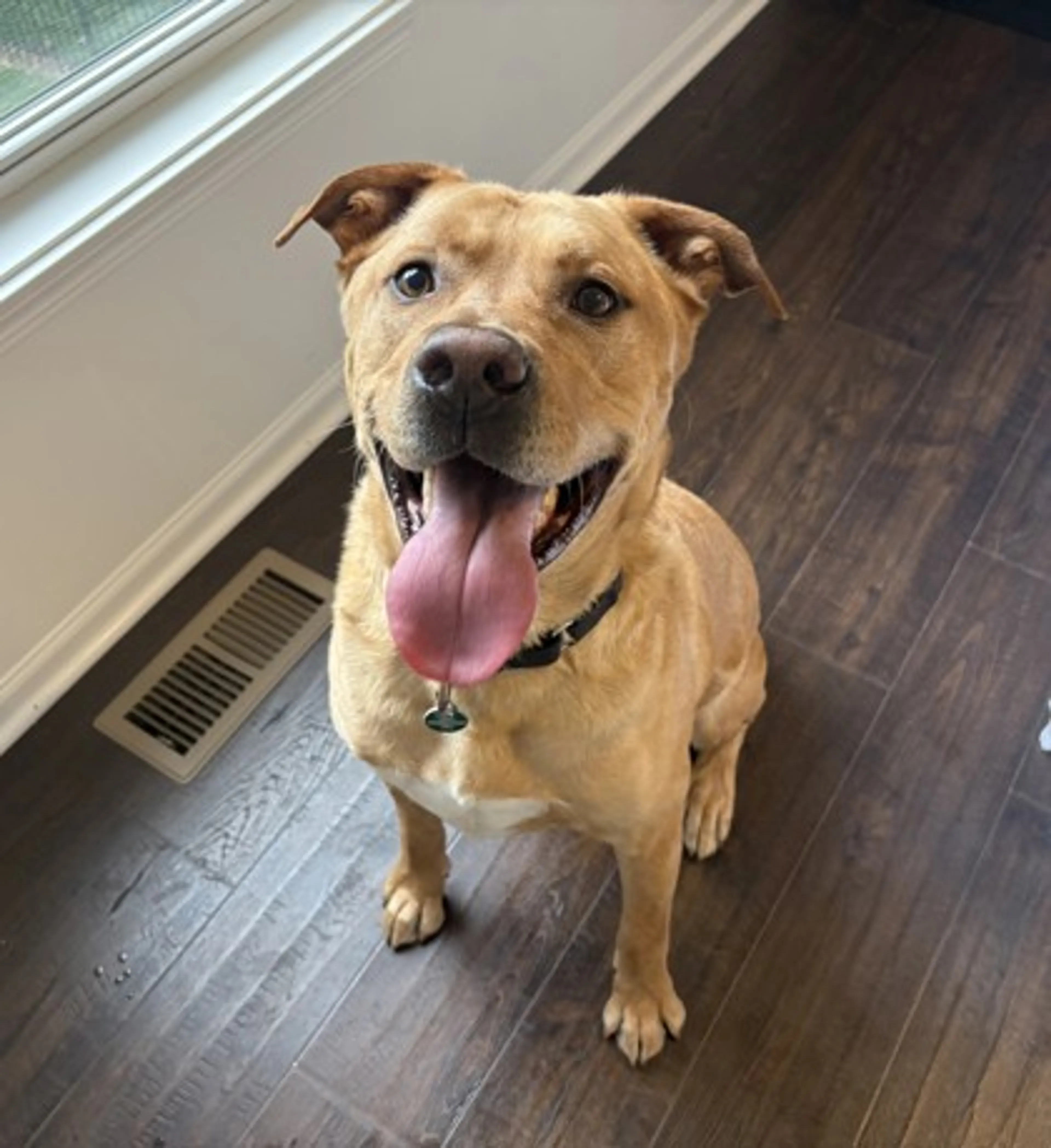 Found pet-1