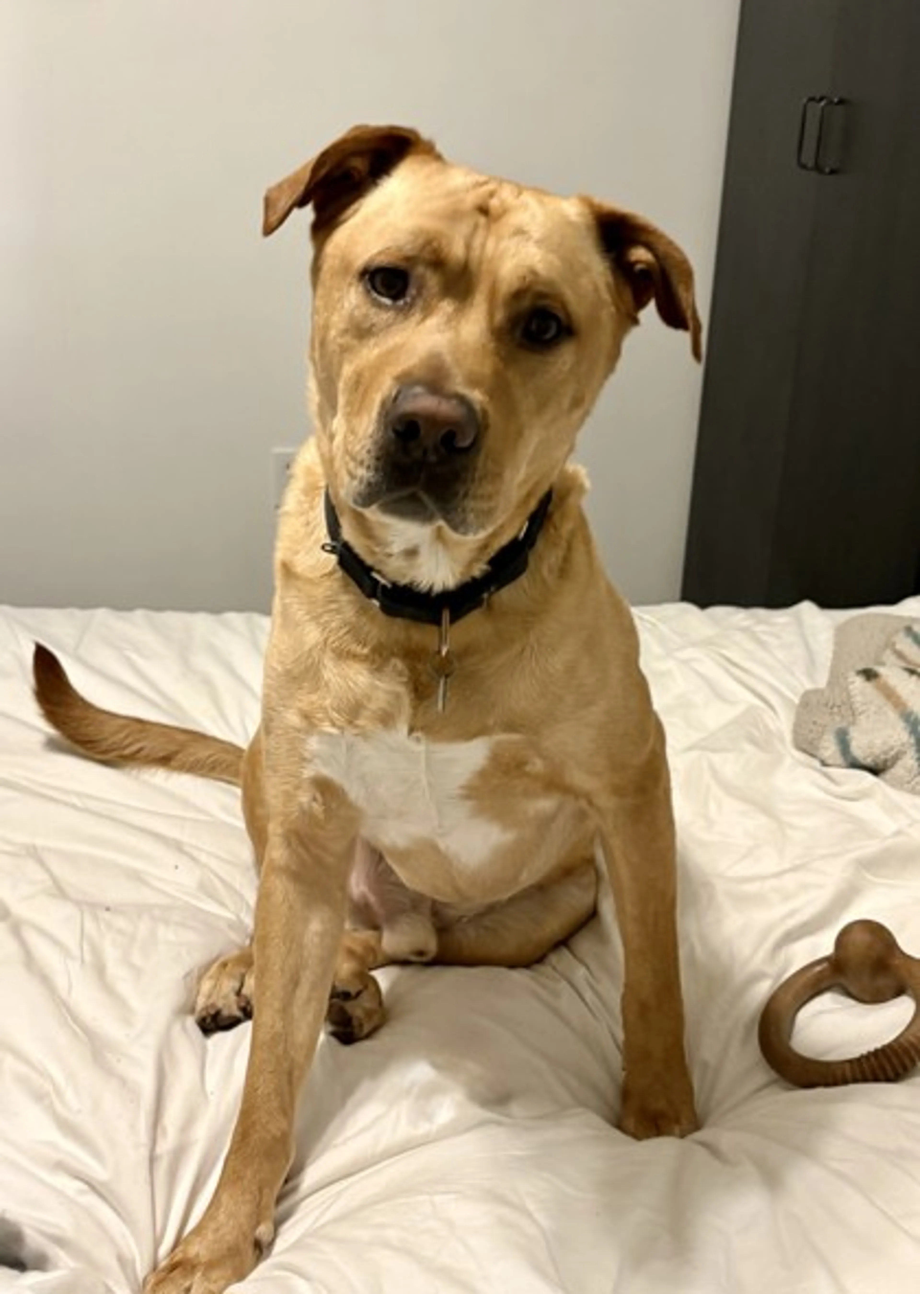 Found pet-2