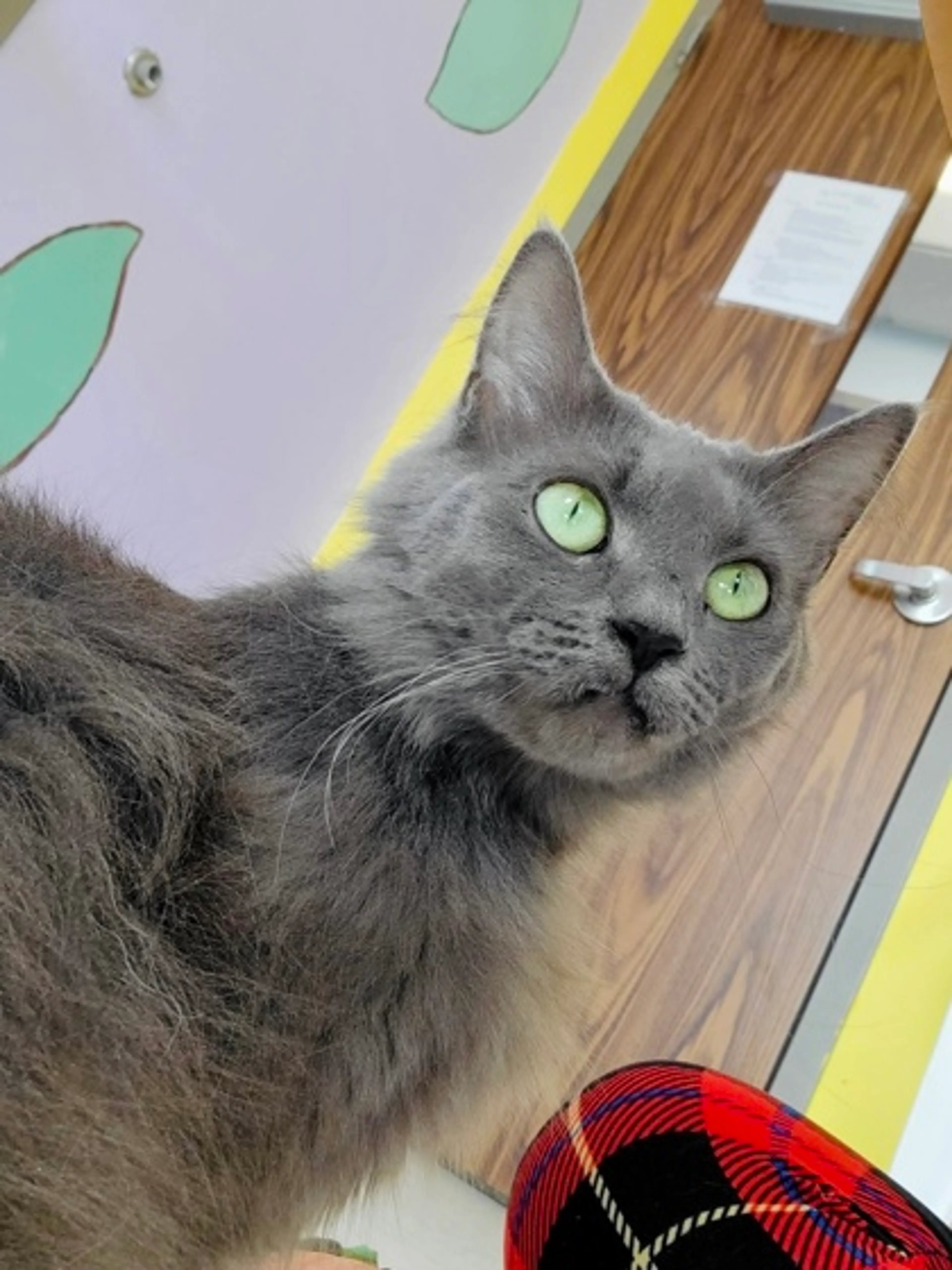 Found pet-1