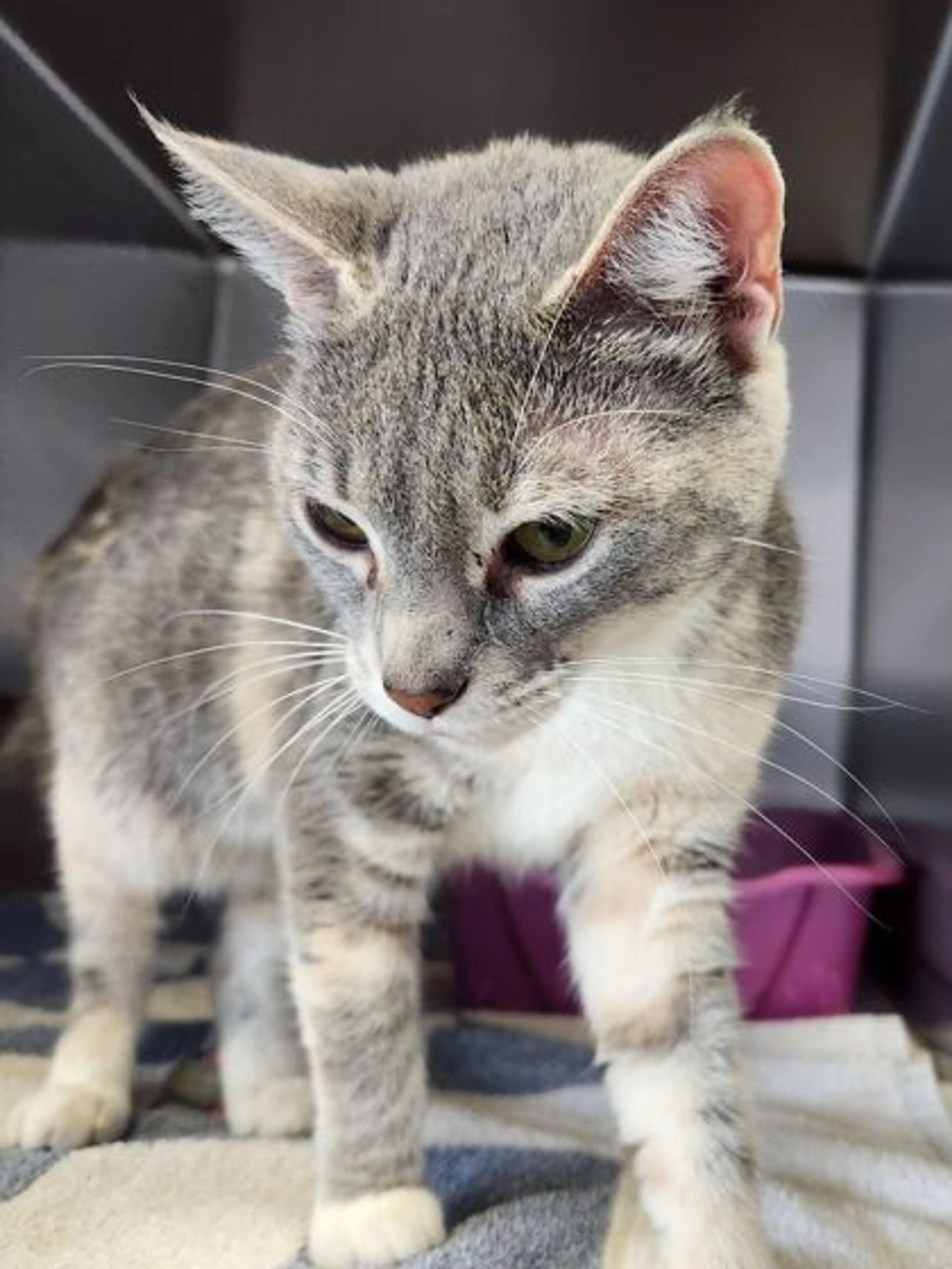 Found pet