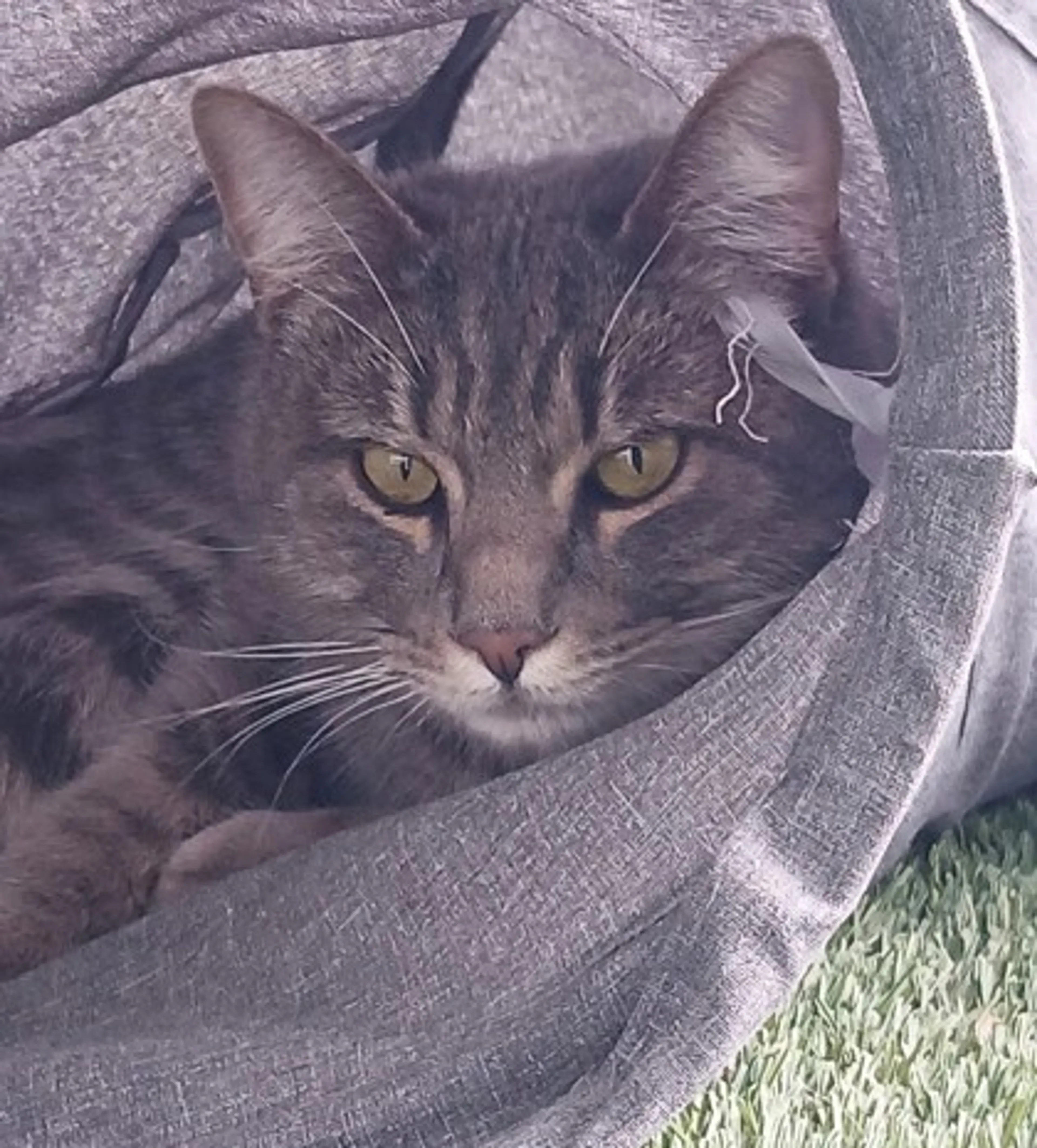 Found pet-1