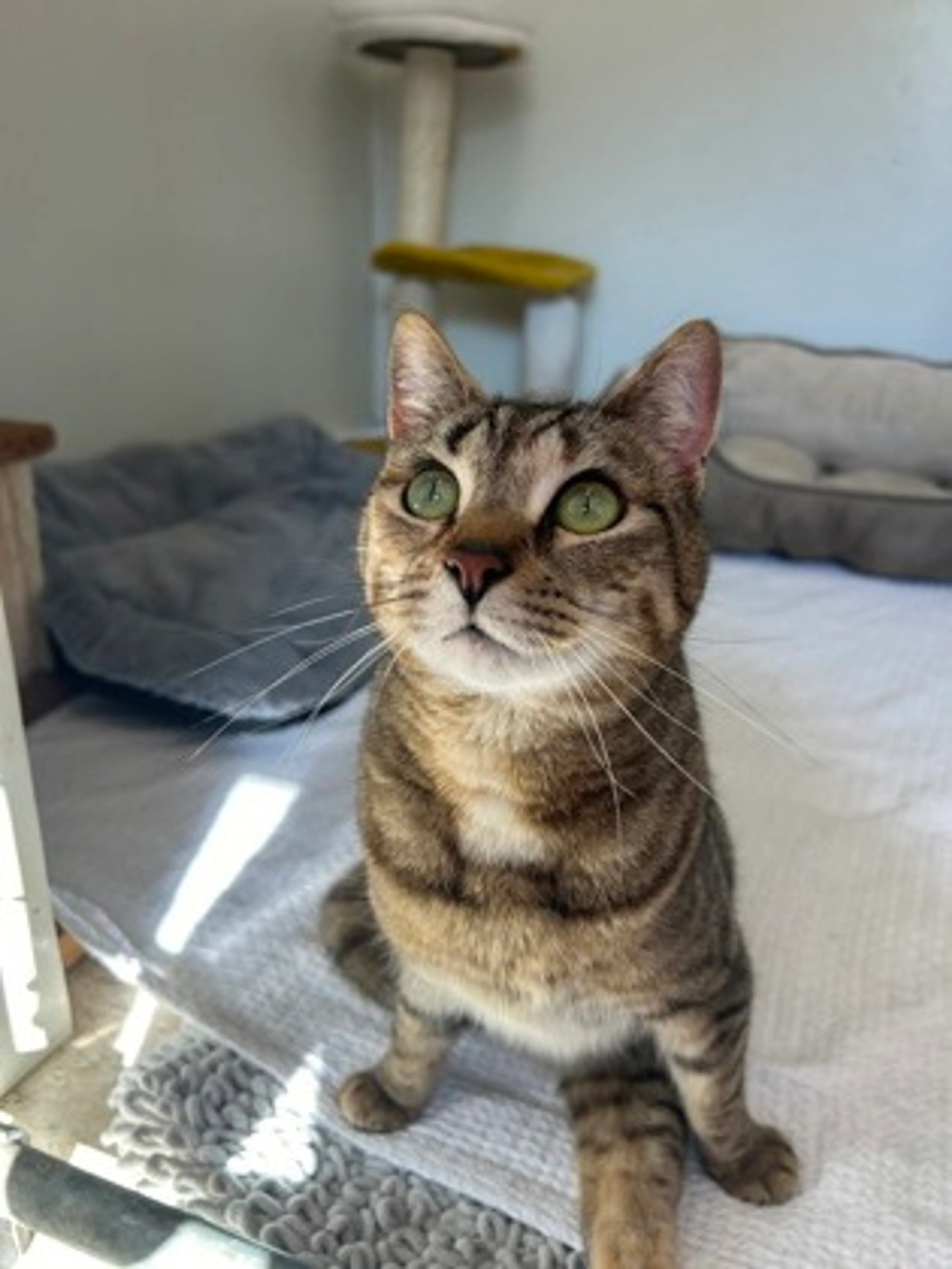 Found pet-1