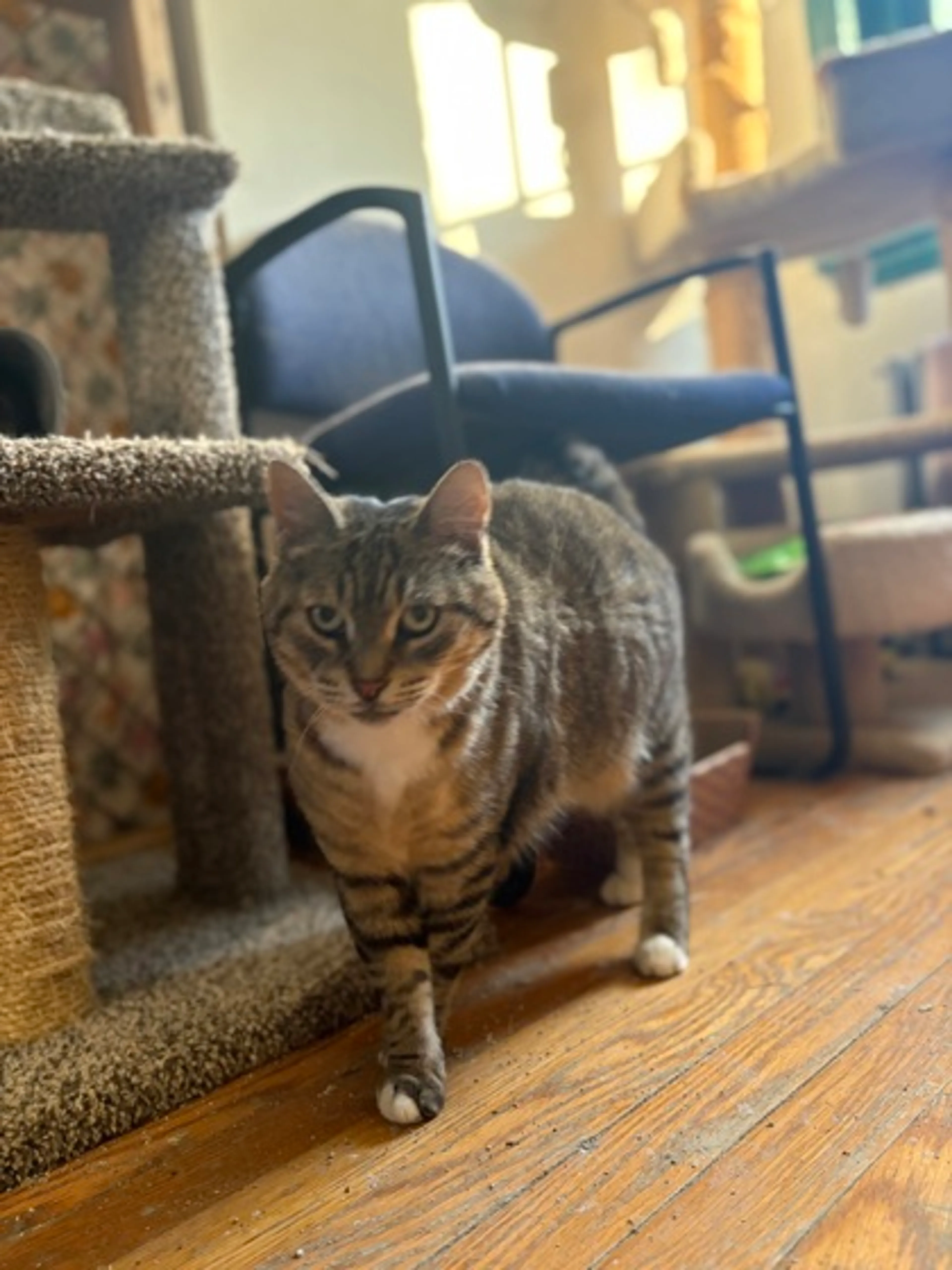 Found pet-2