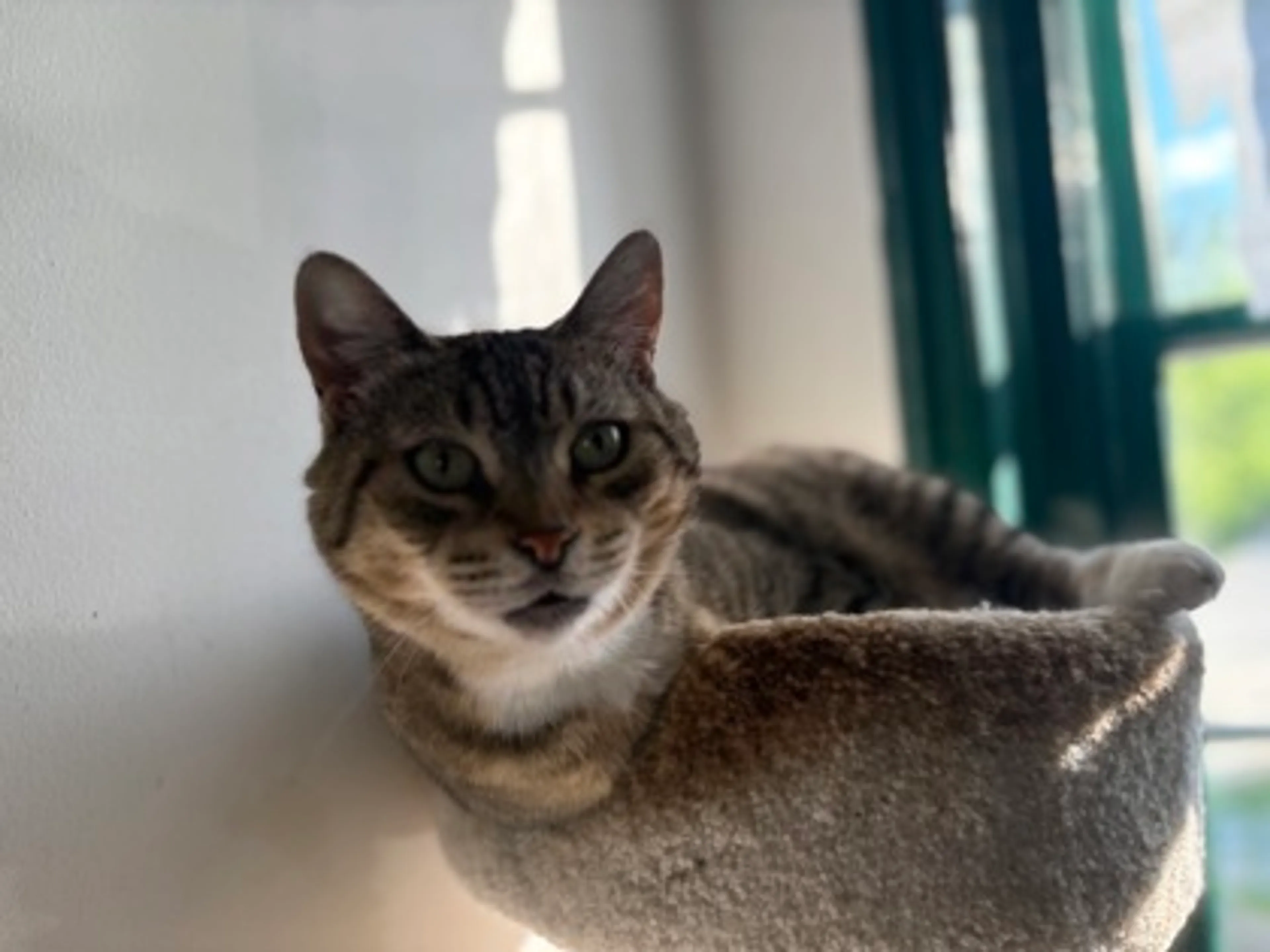 Found pet-1