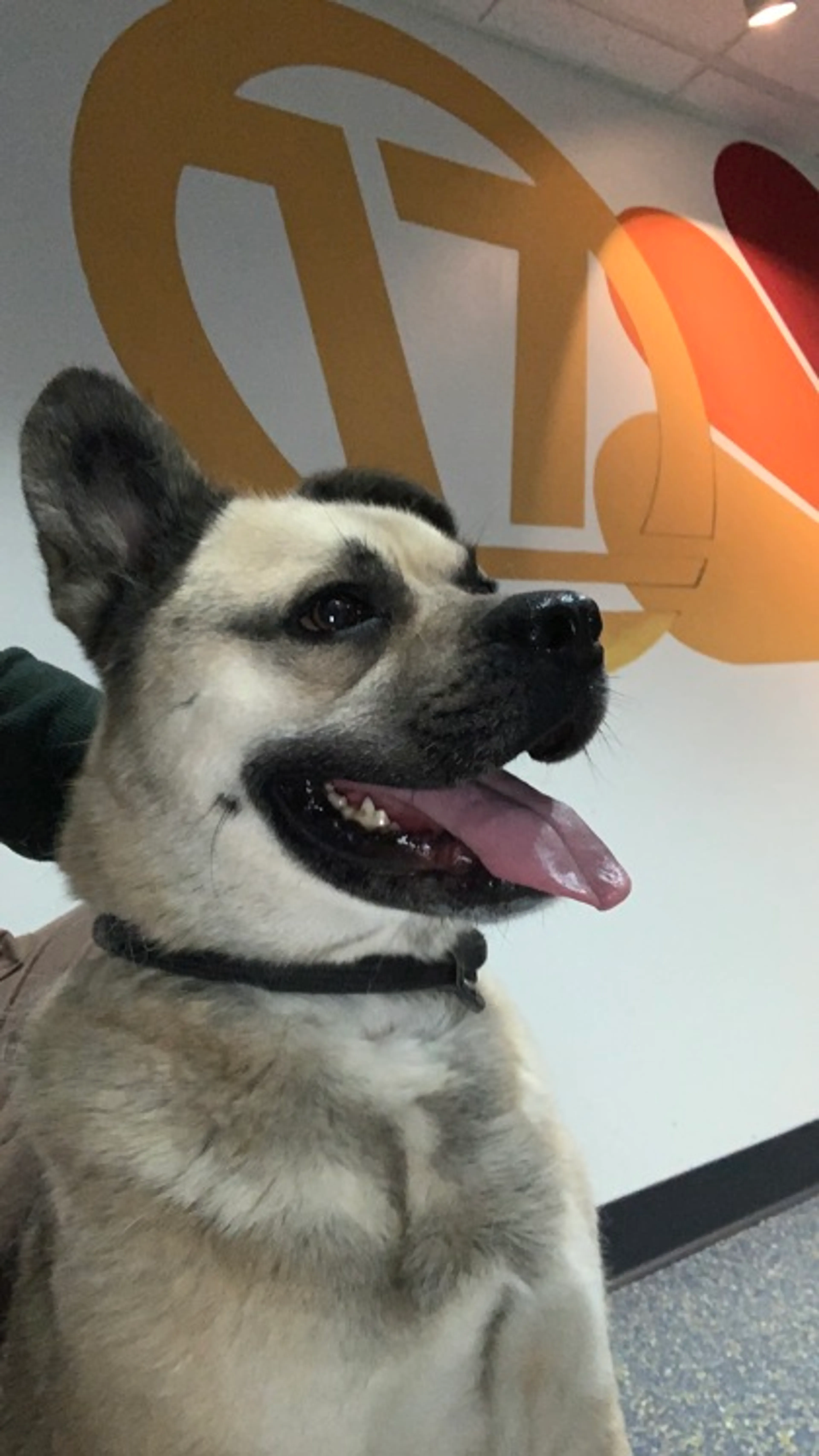 Found pet-2