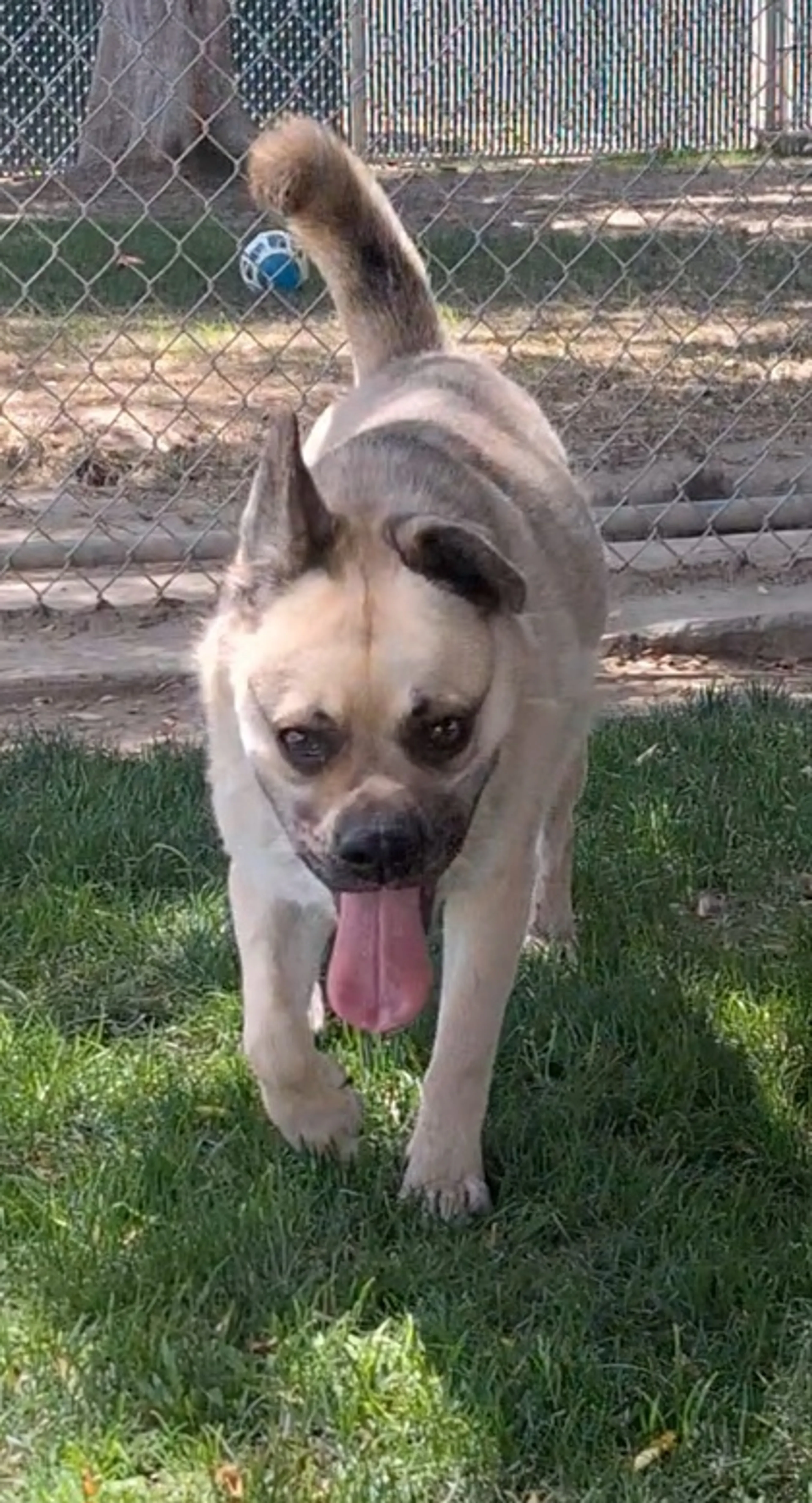 Found pet-1