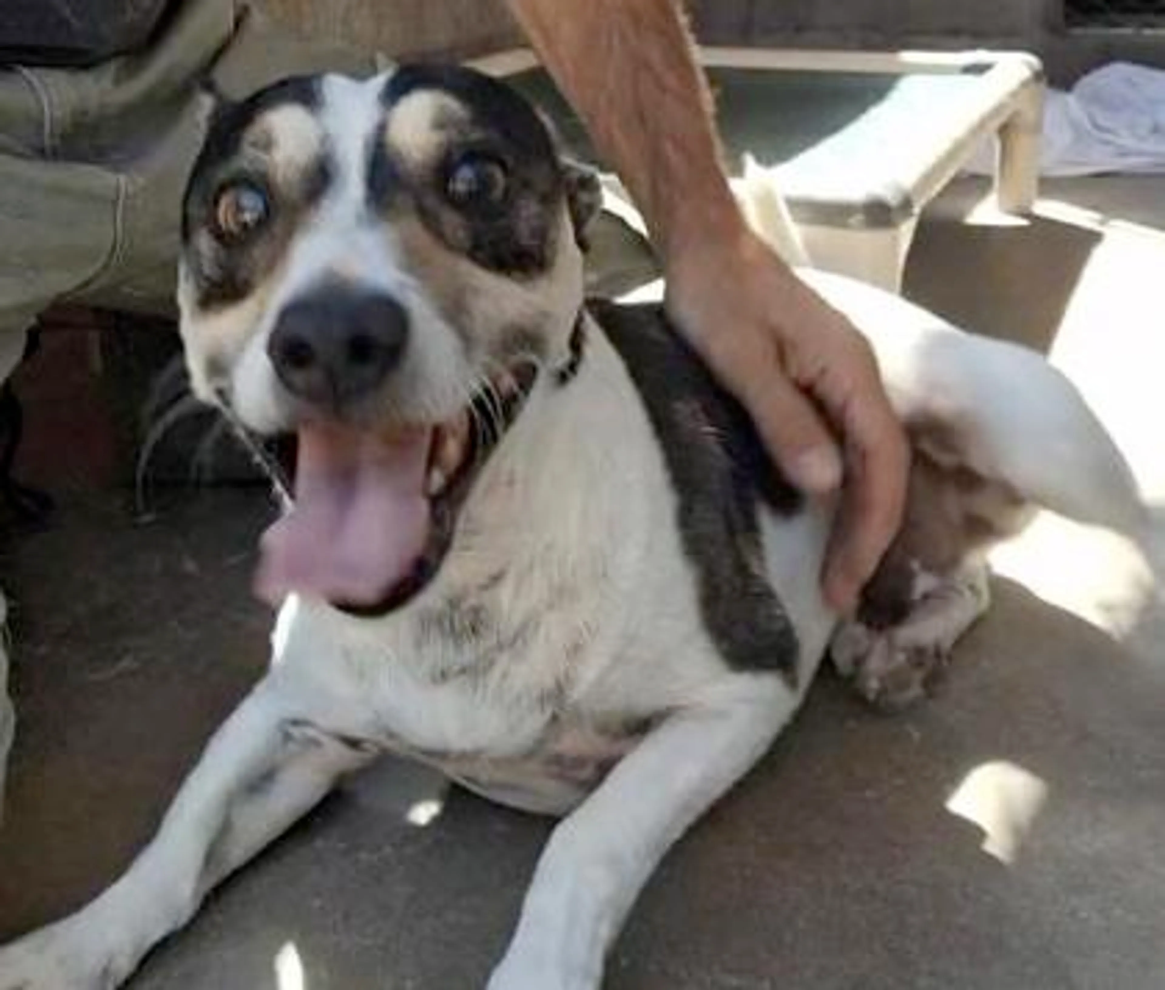 Found pet-2