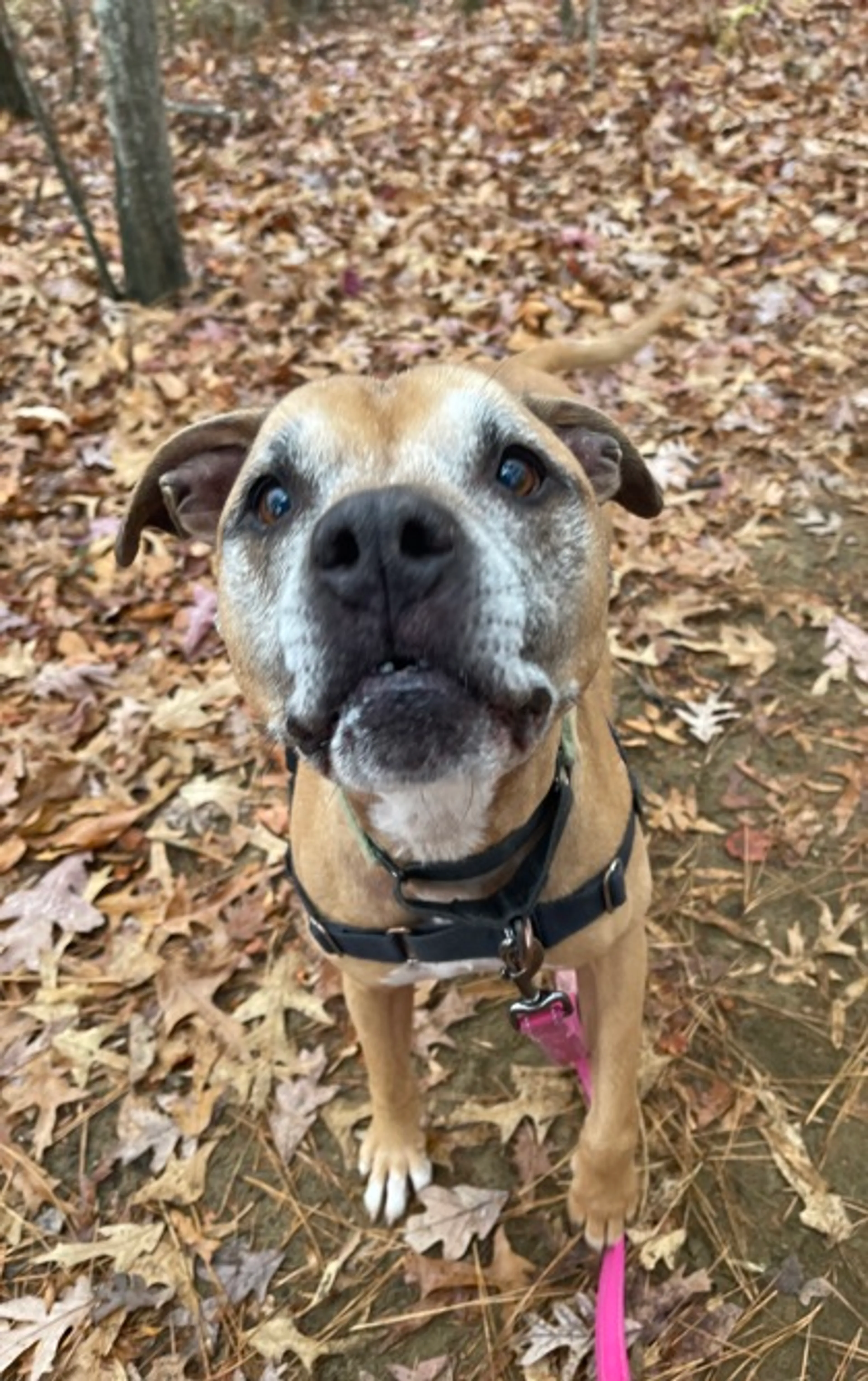 Found pet-1