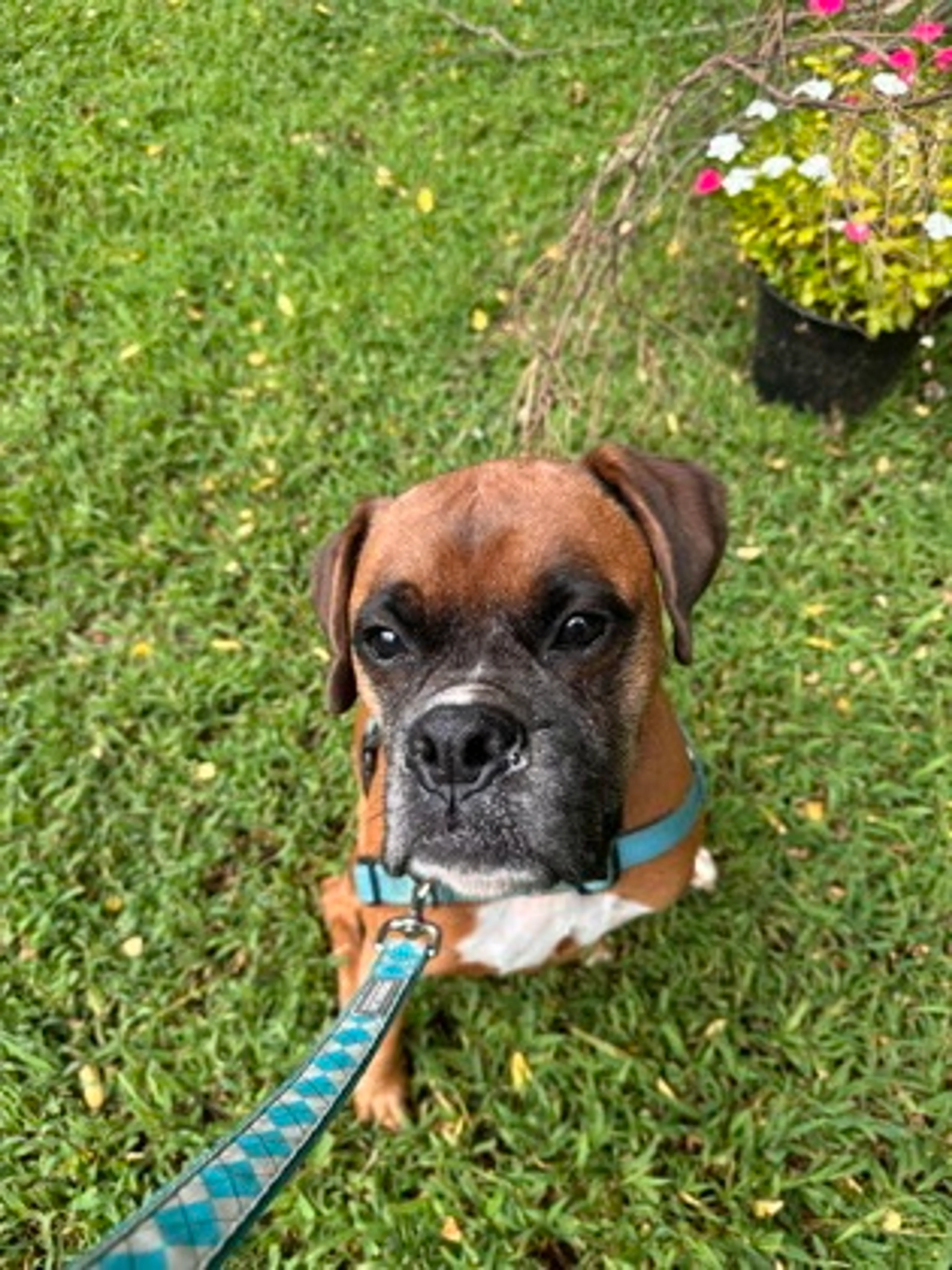 Found pet-2