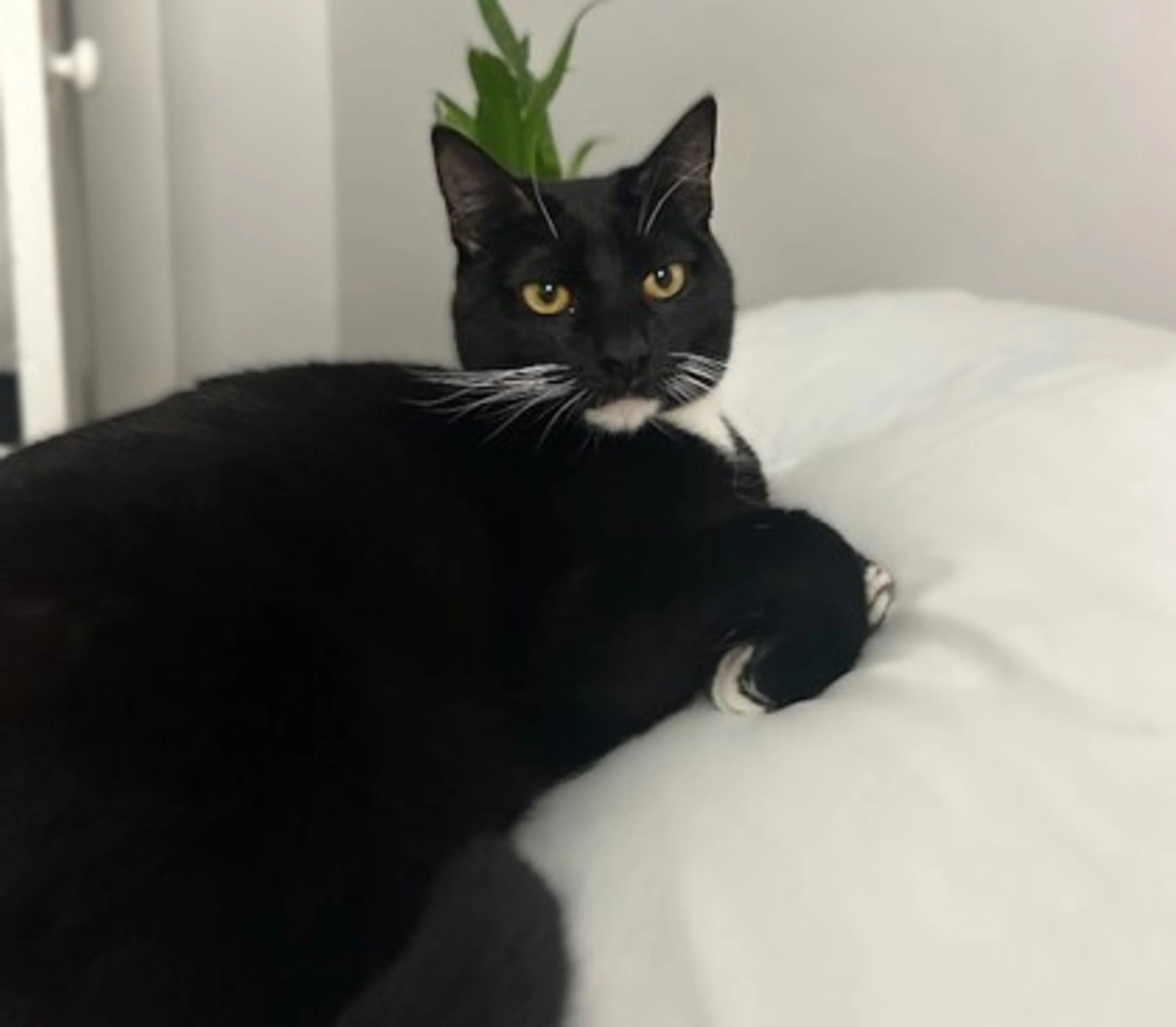 Found pet-2