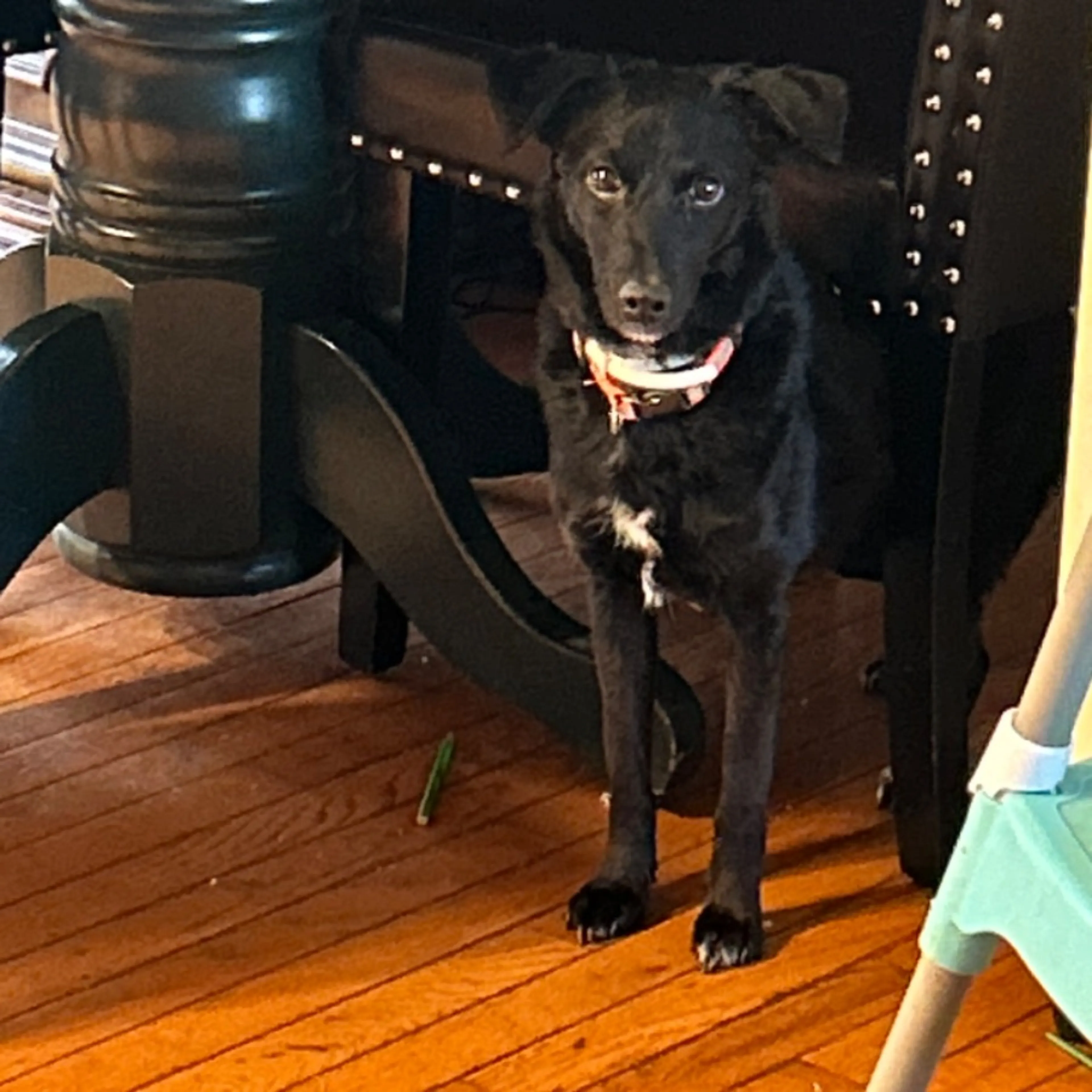 Lost pet