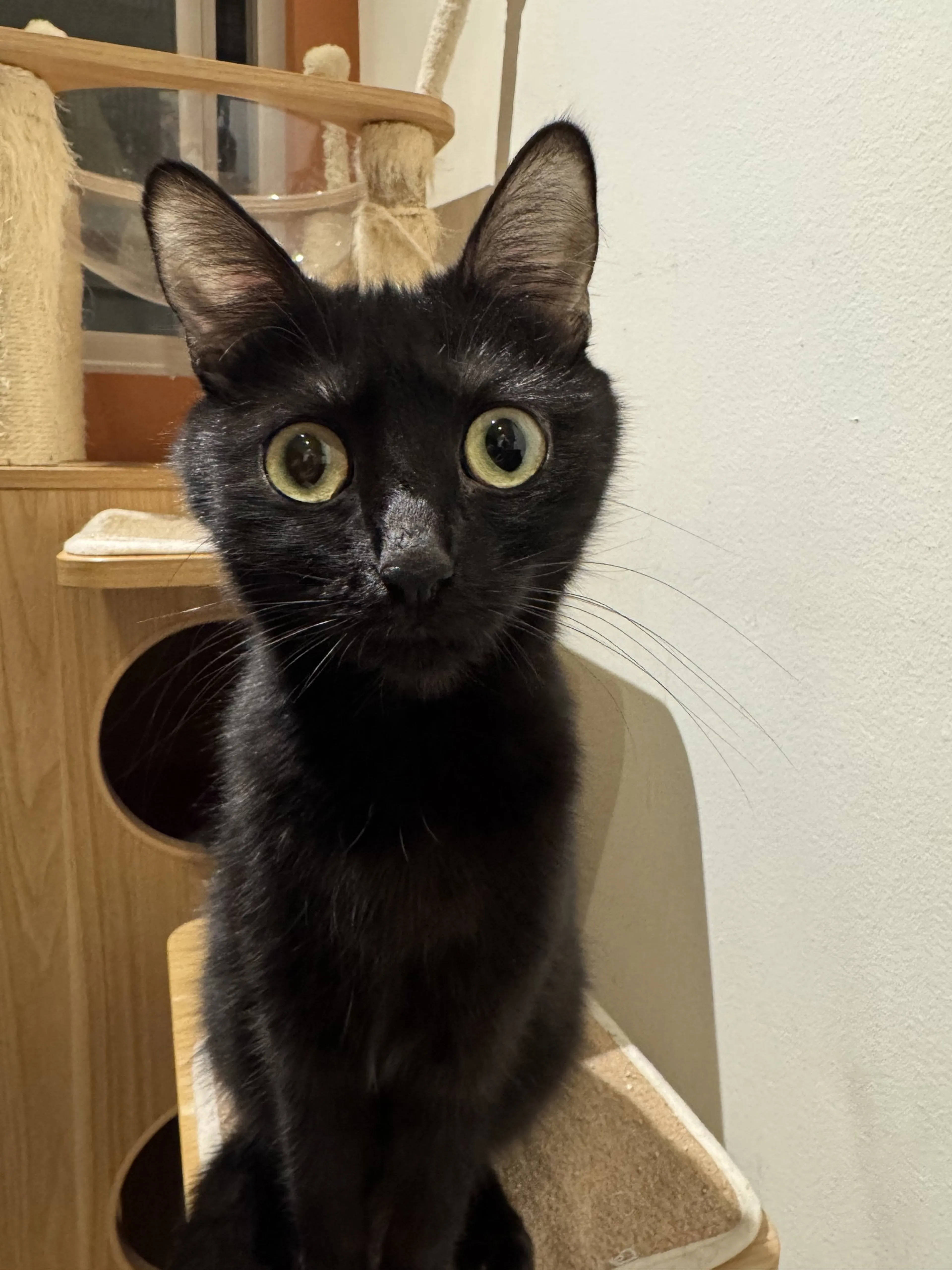 Found pet-2