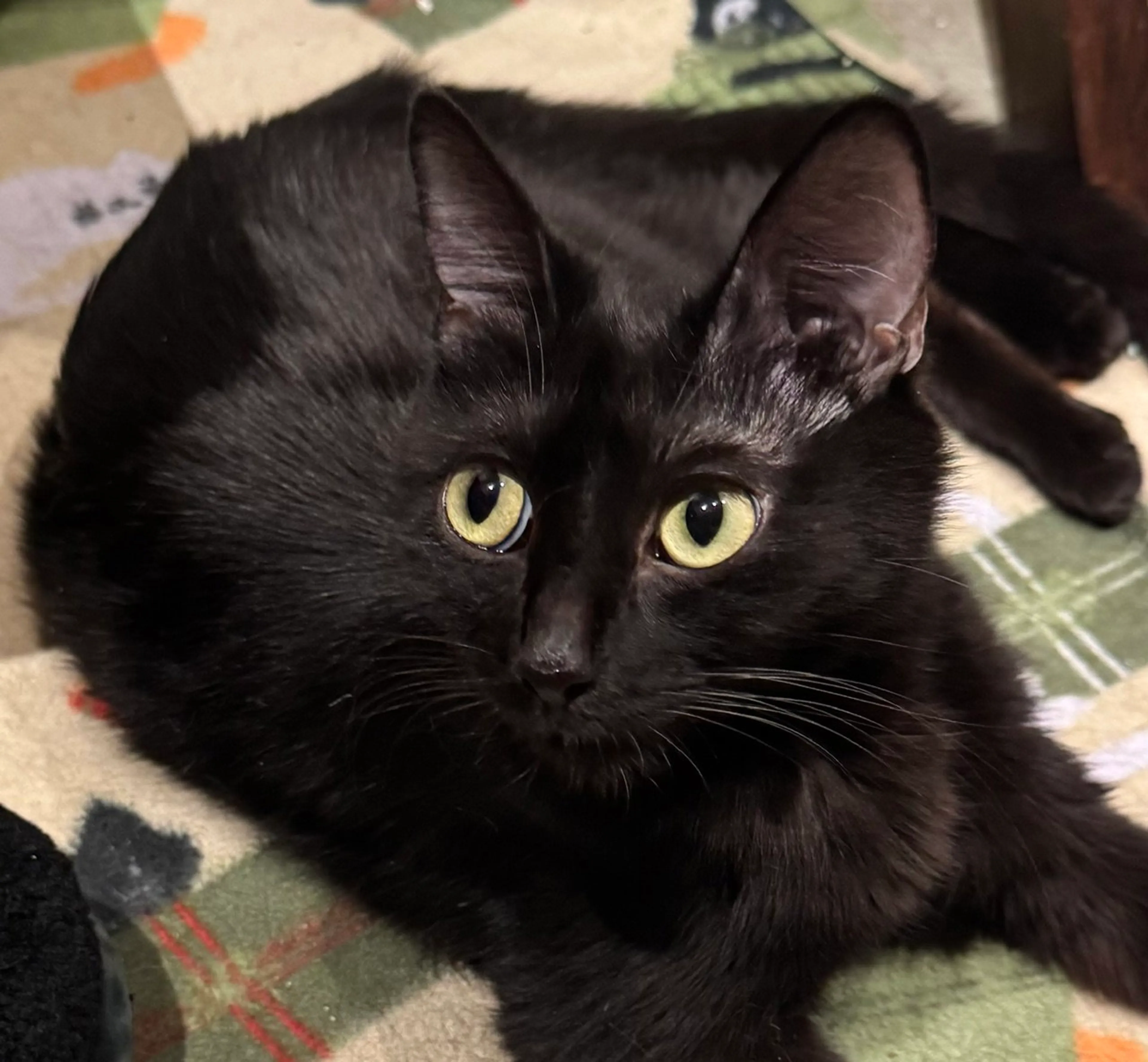 Found pet-5