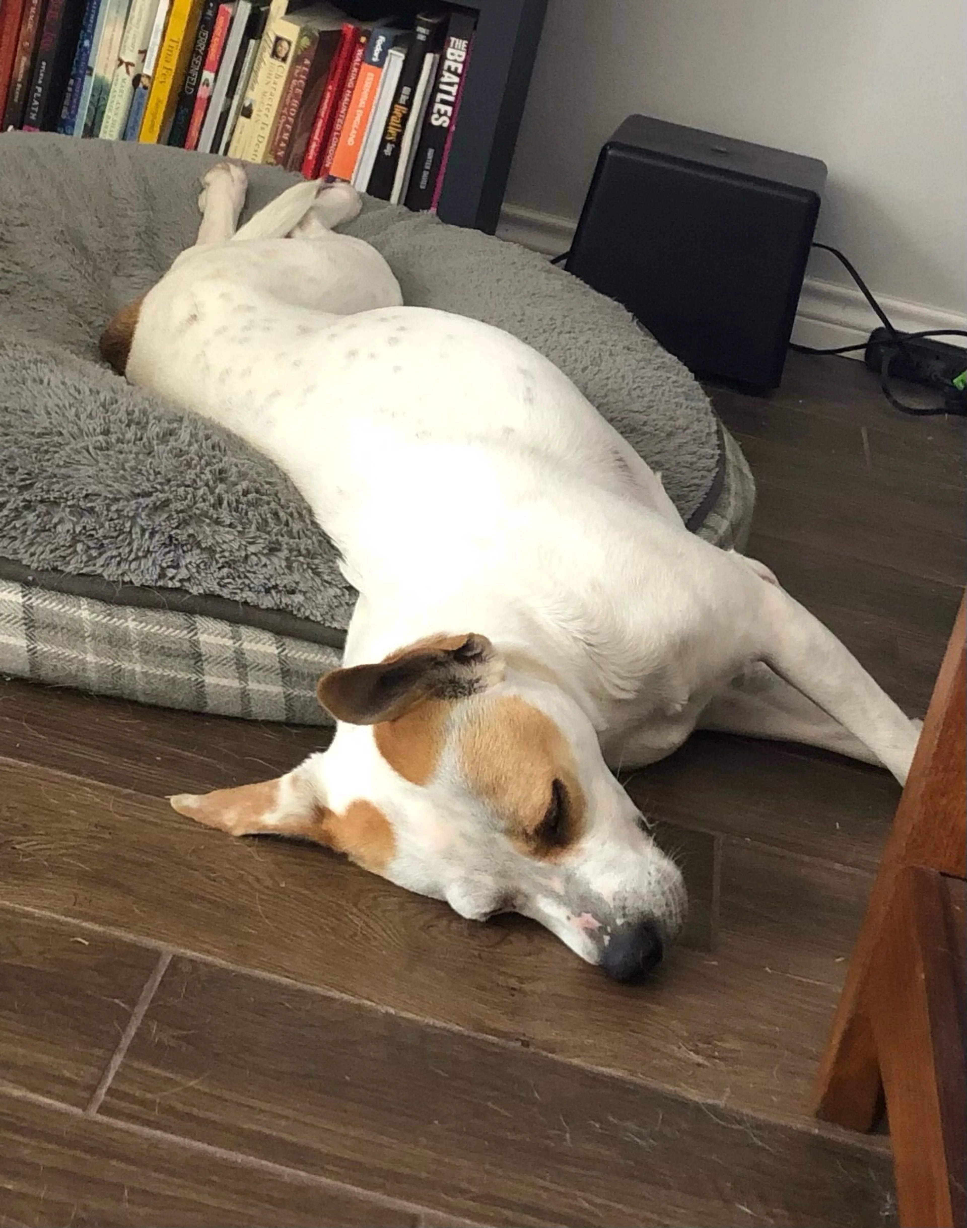 Found pet-4