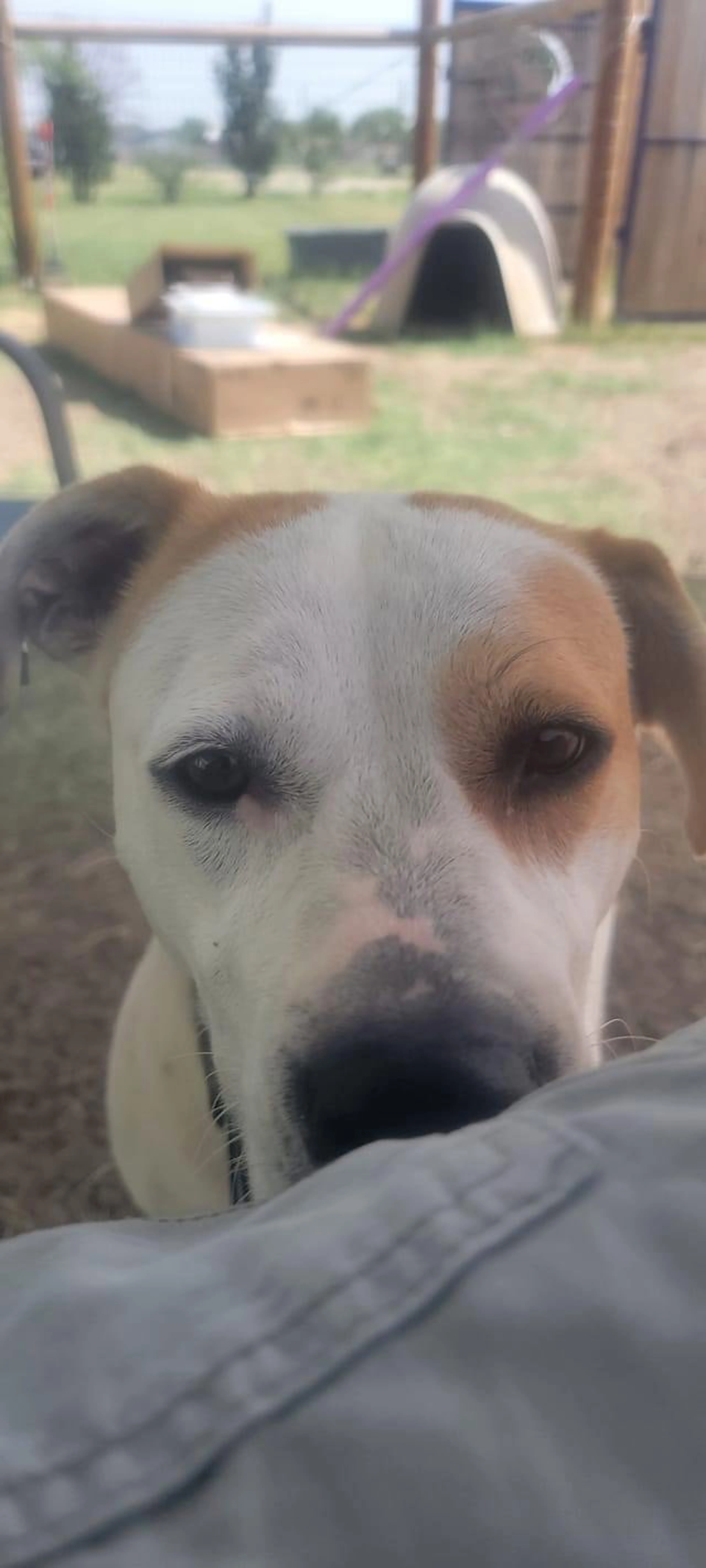 Found pet-5