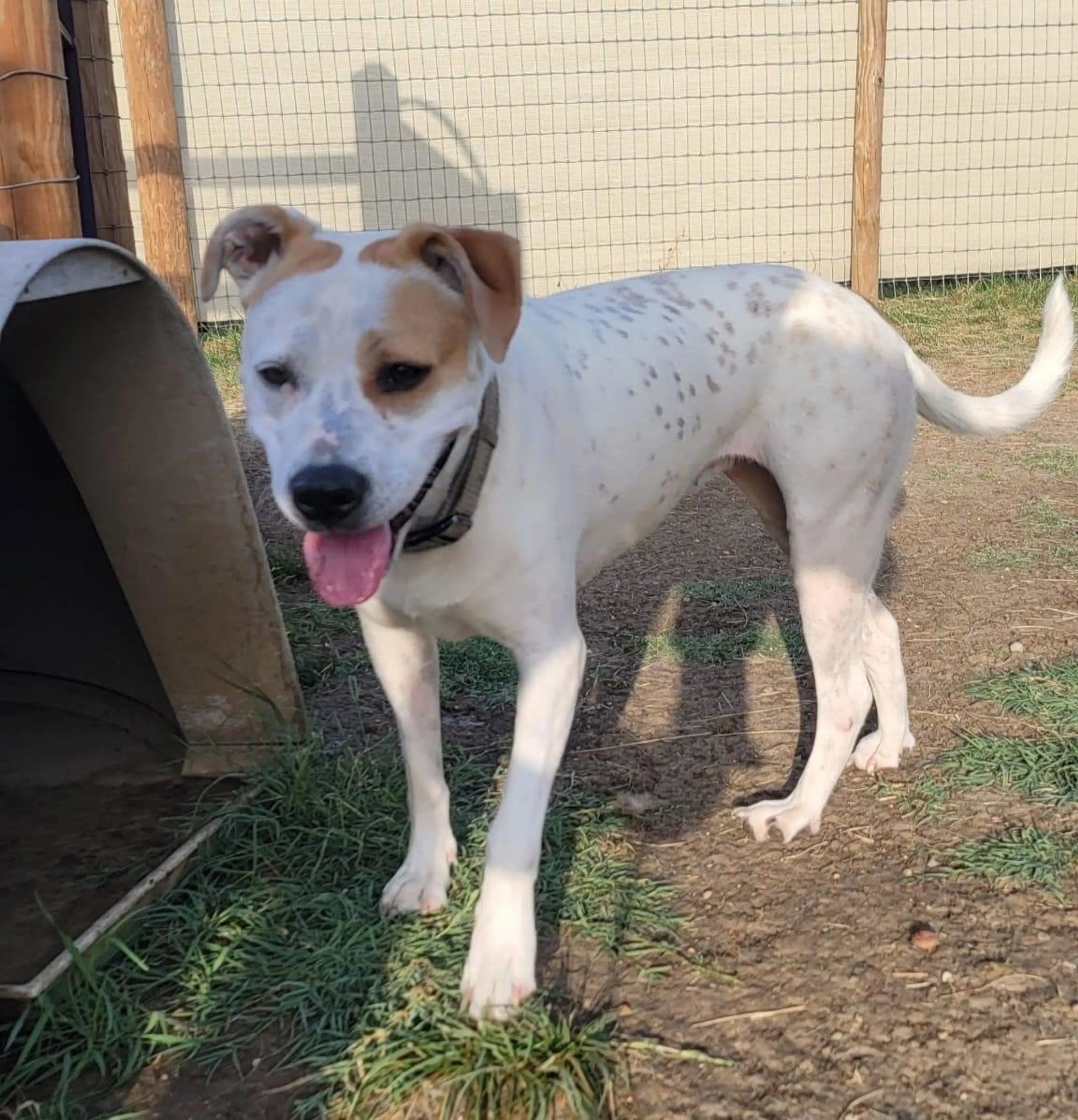 Found pet-3