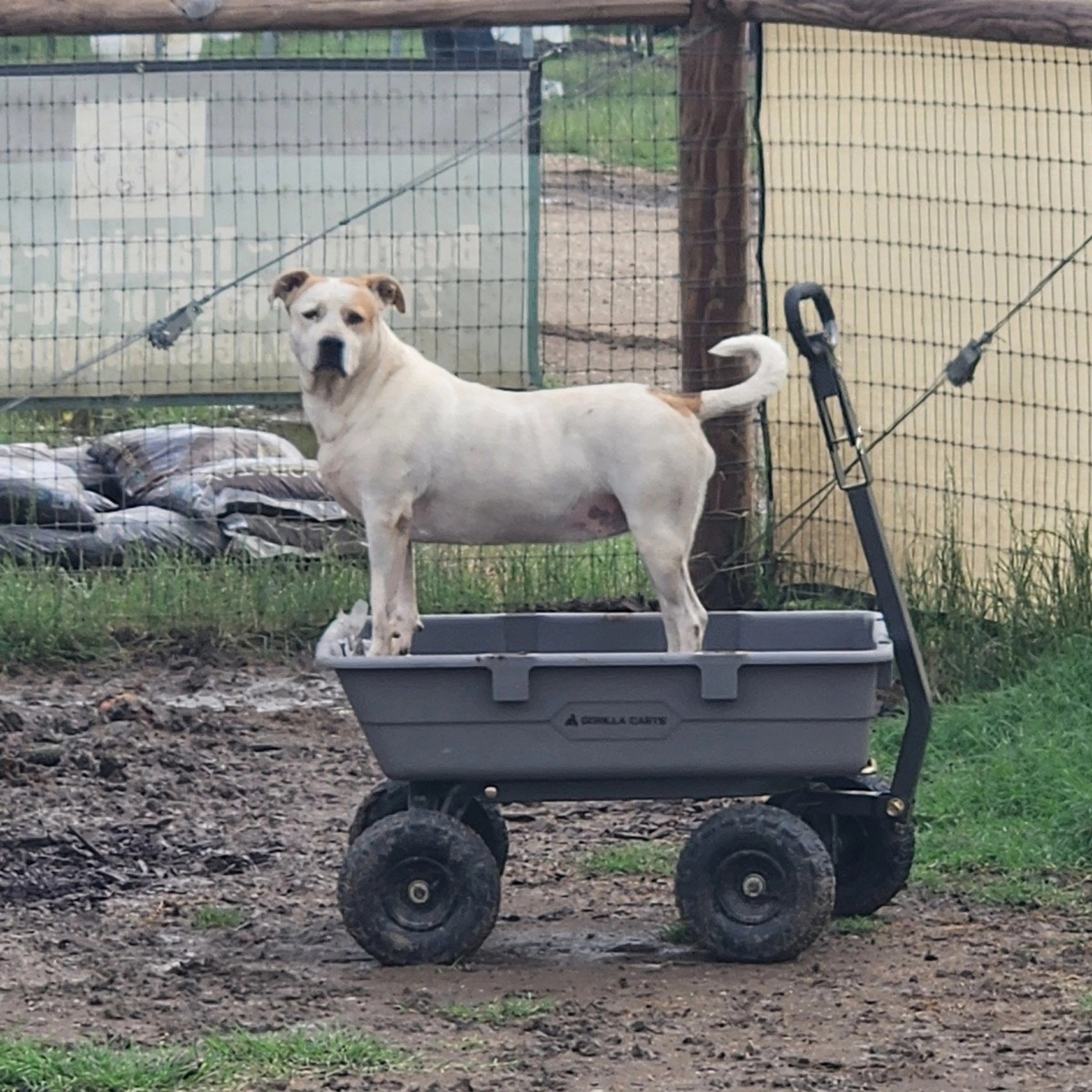 Found pet-2