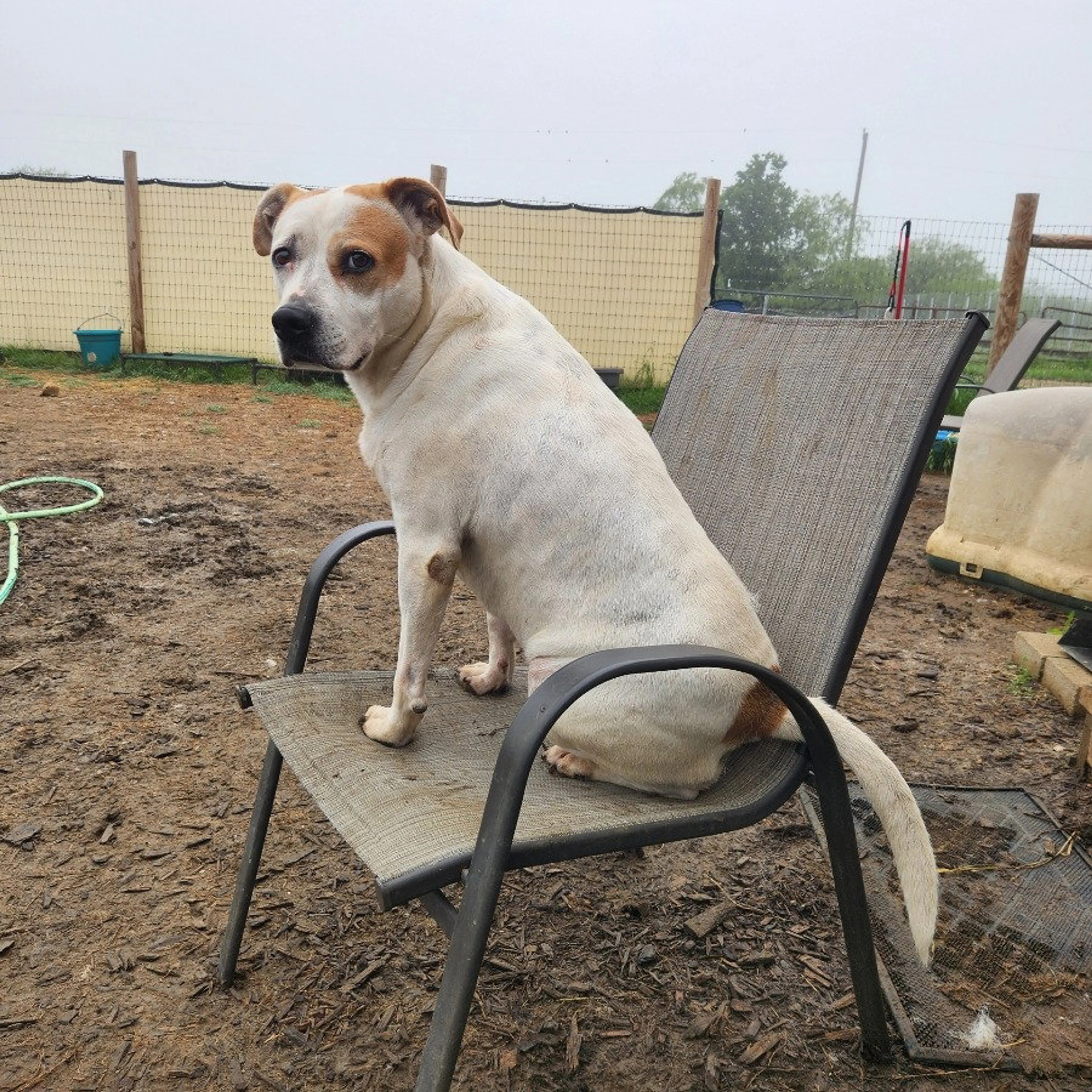Found pet-1