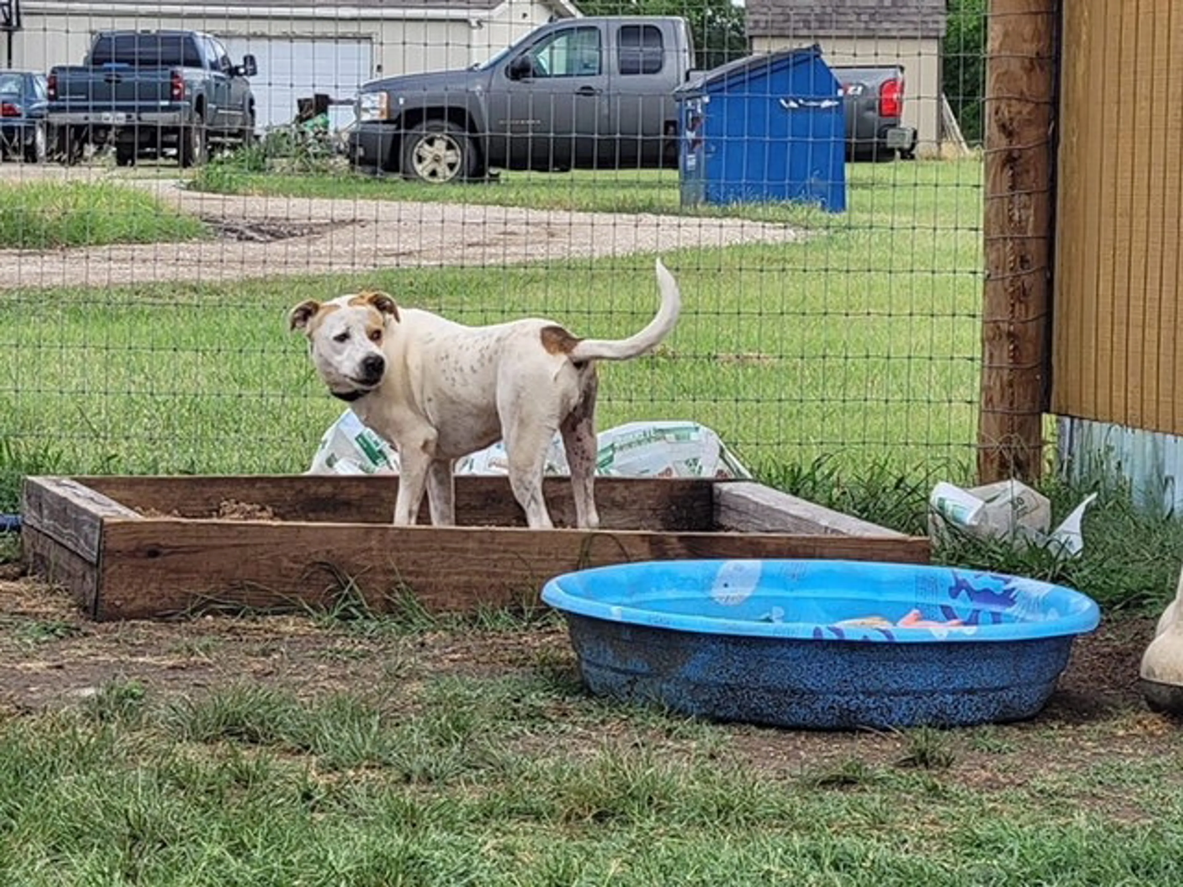 Found pet-7