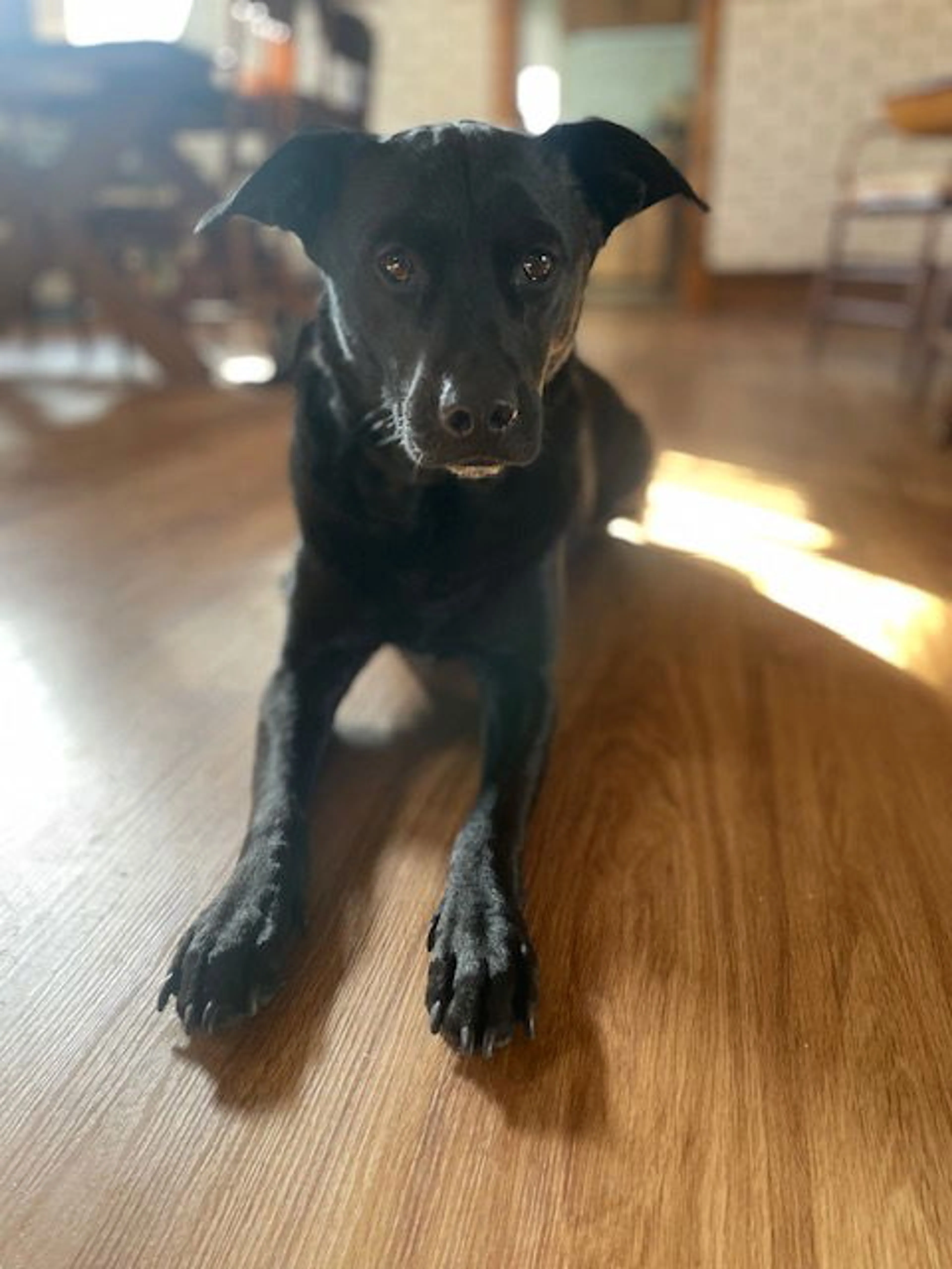 Found pet-6