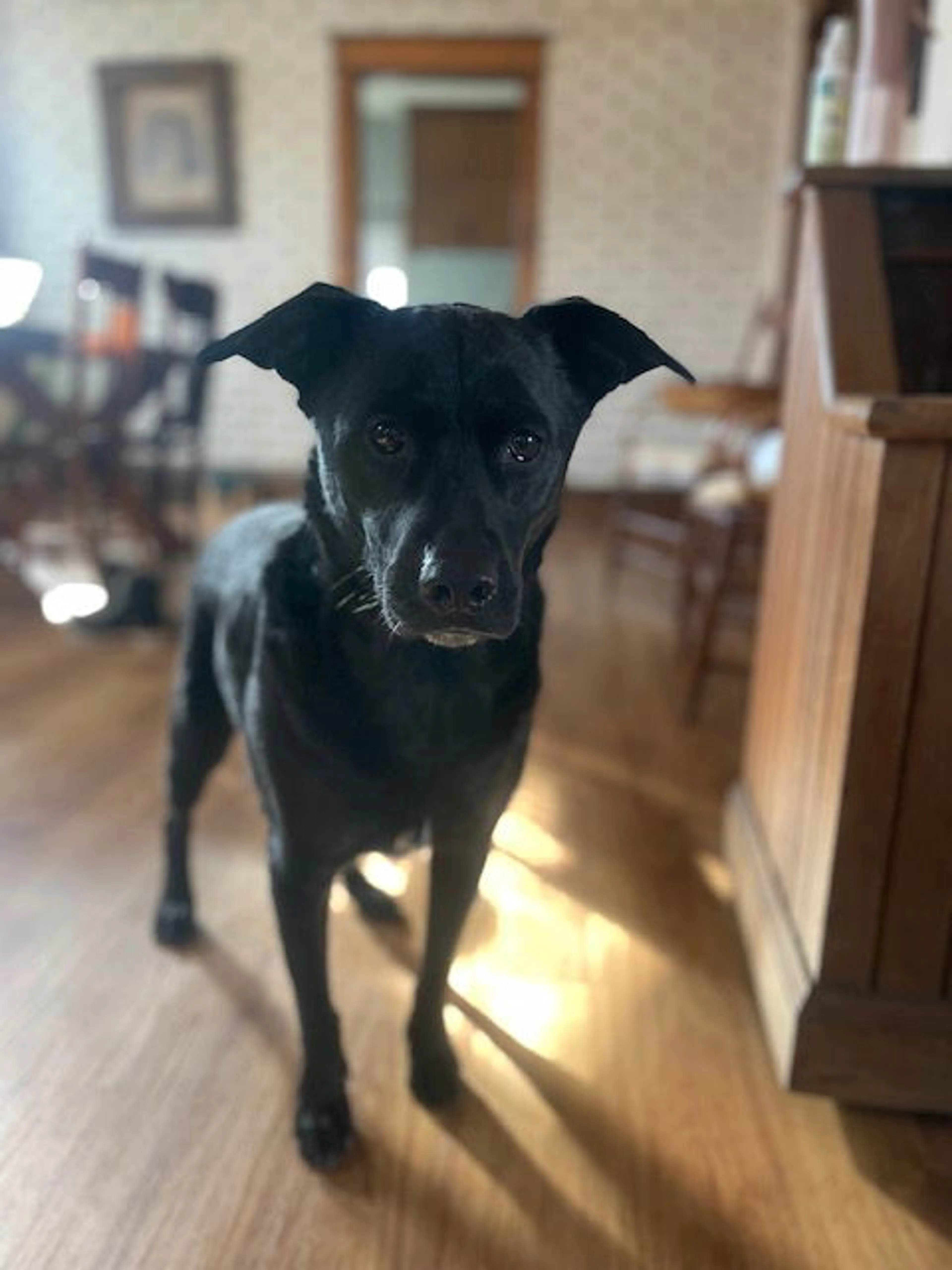 Found pet-7