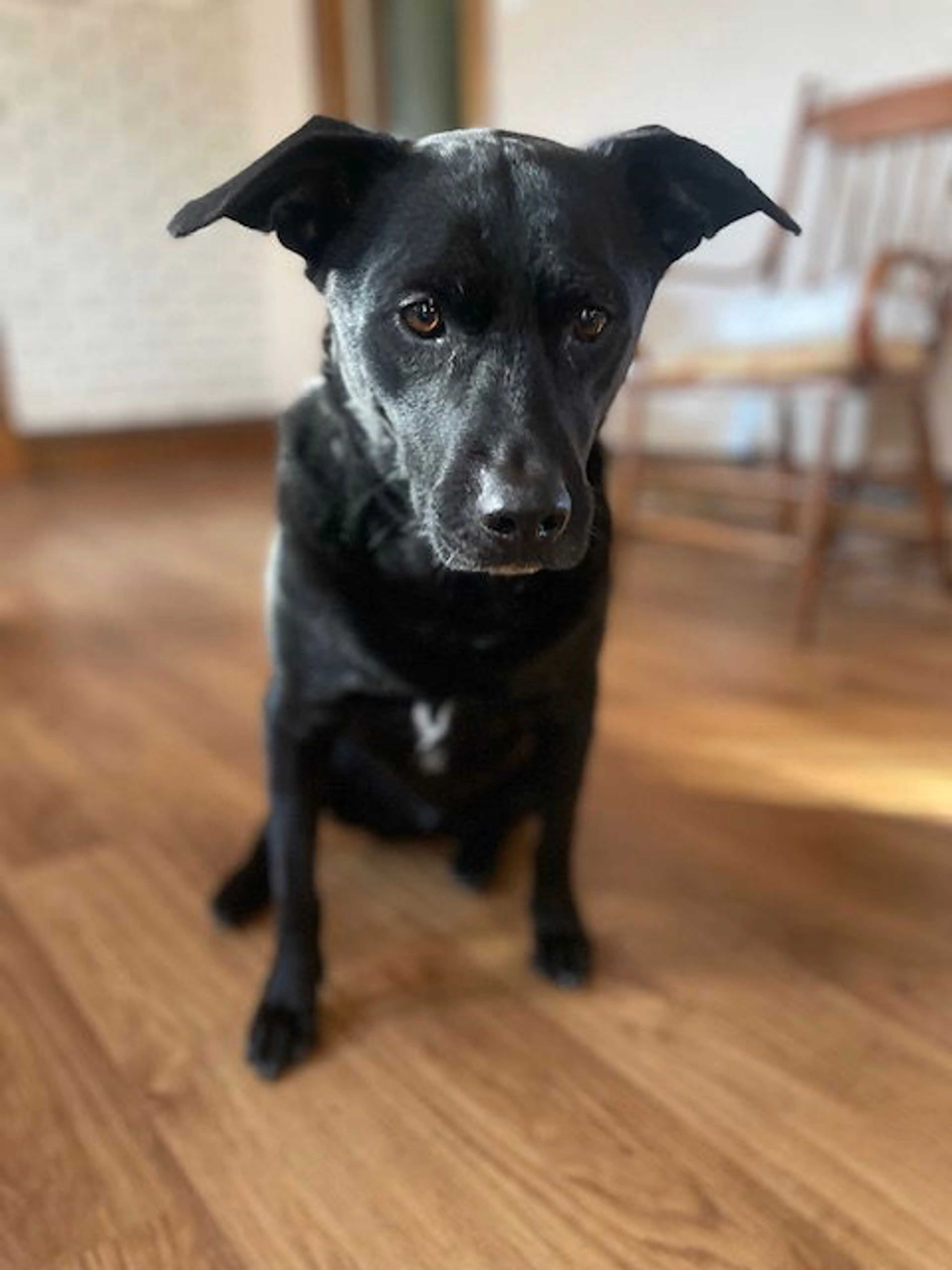Found pet-8