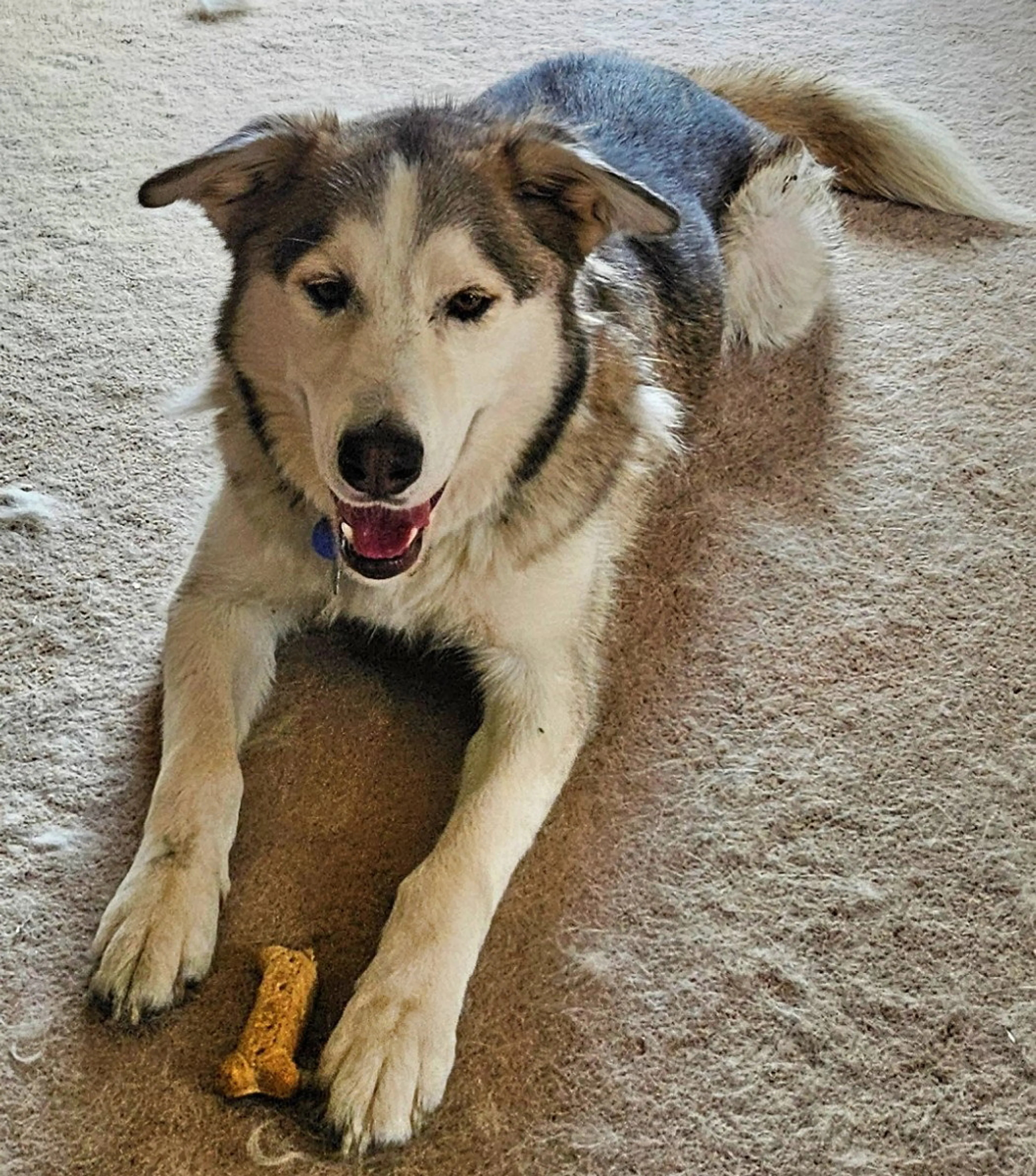 Found pet-1