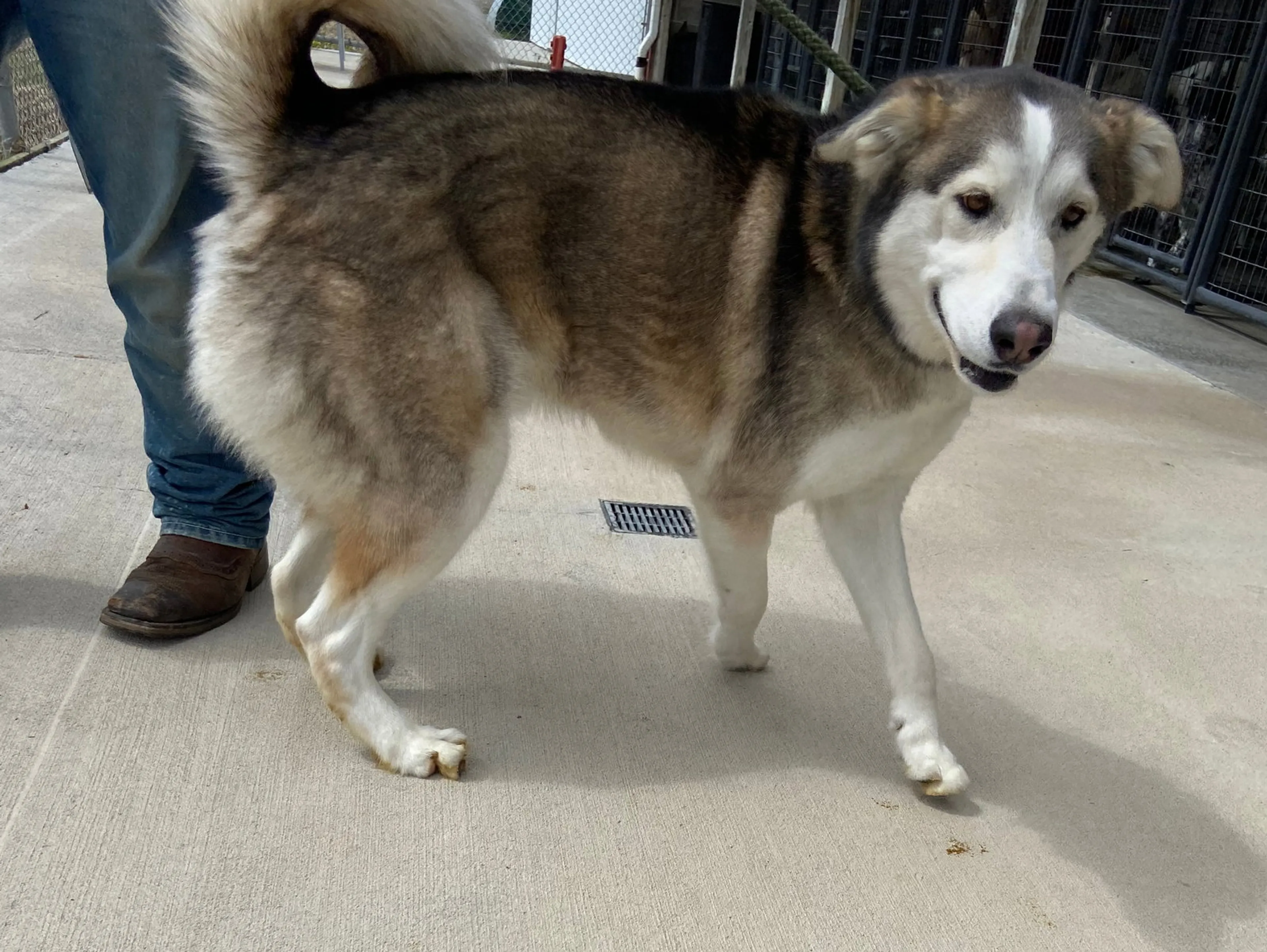 Found pet-5