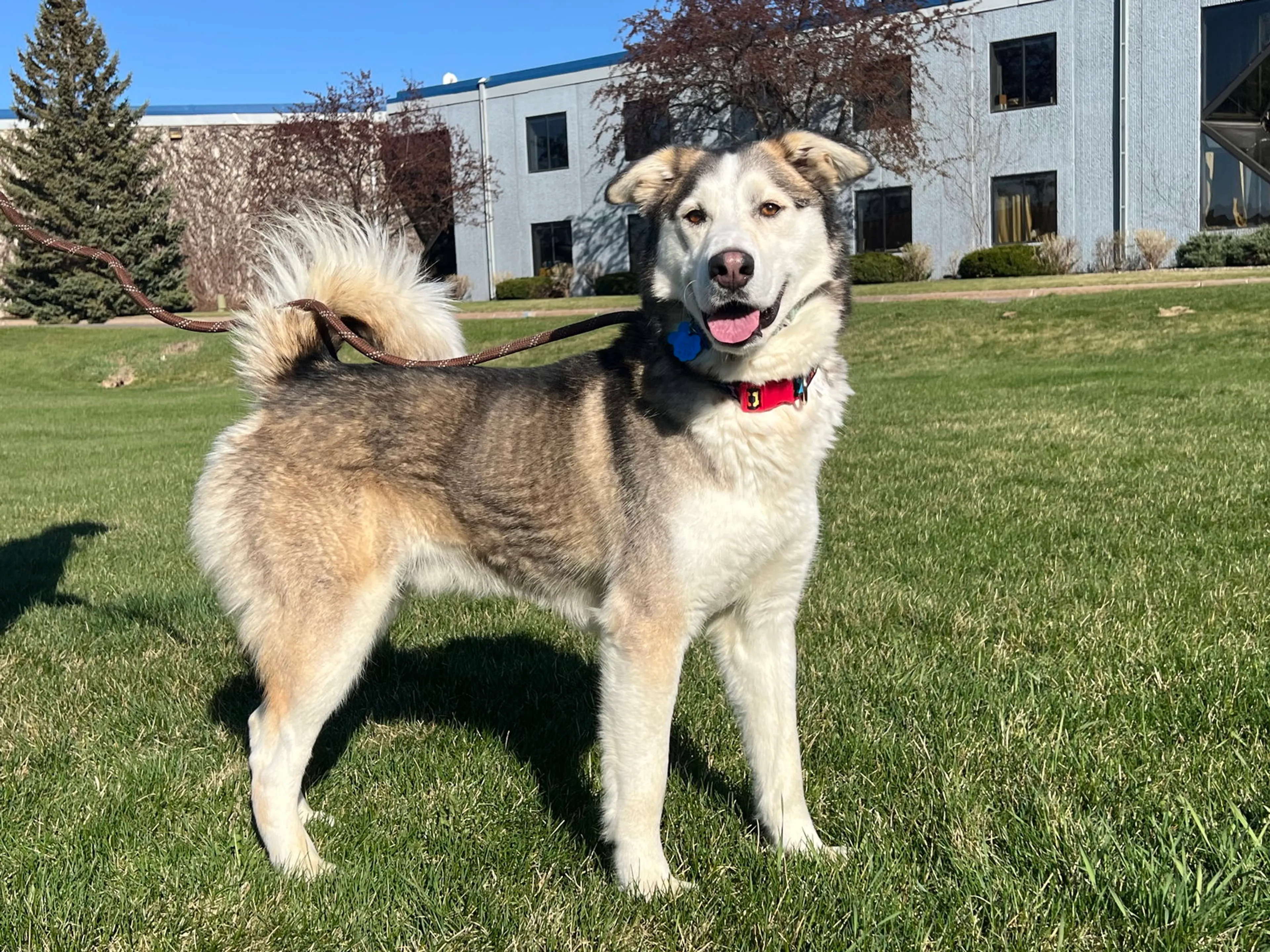 Found pet-3