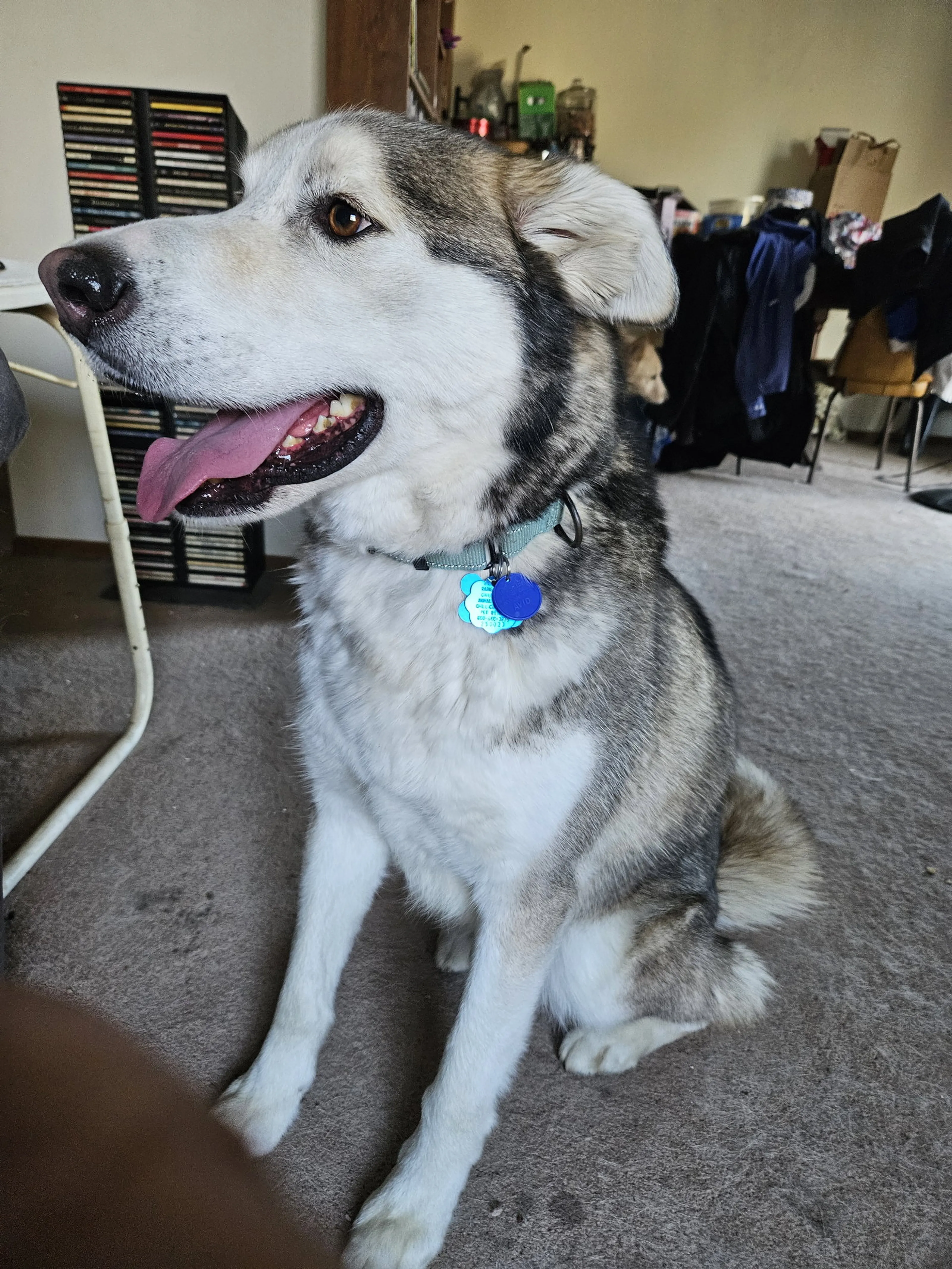 Found pet-2