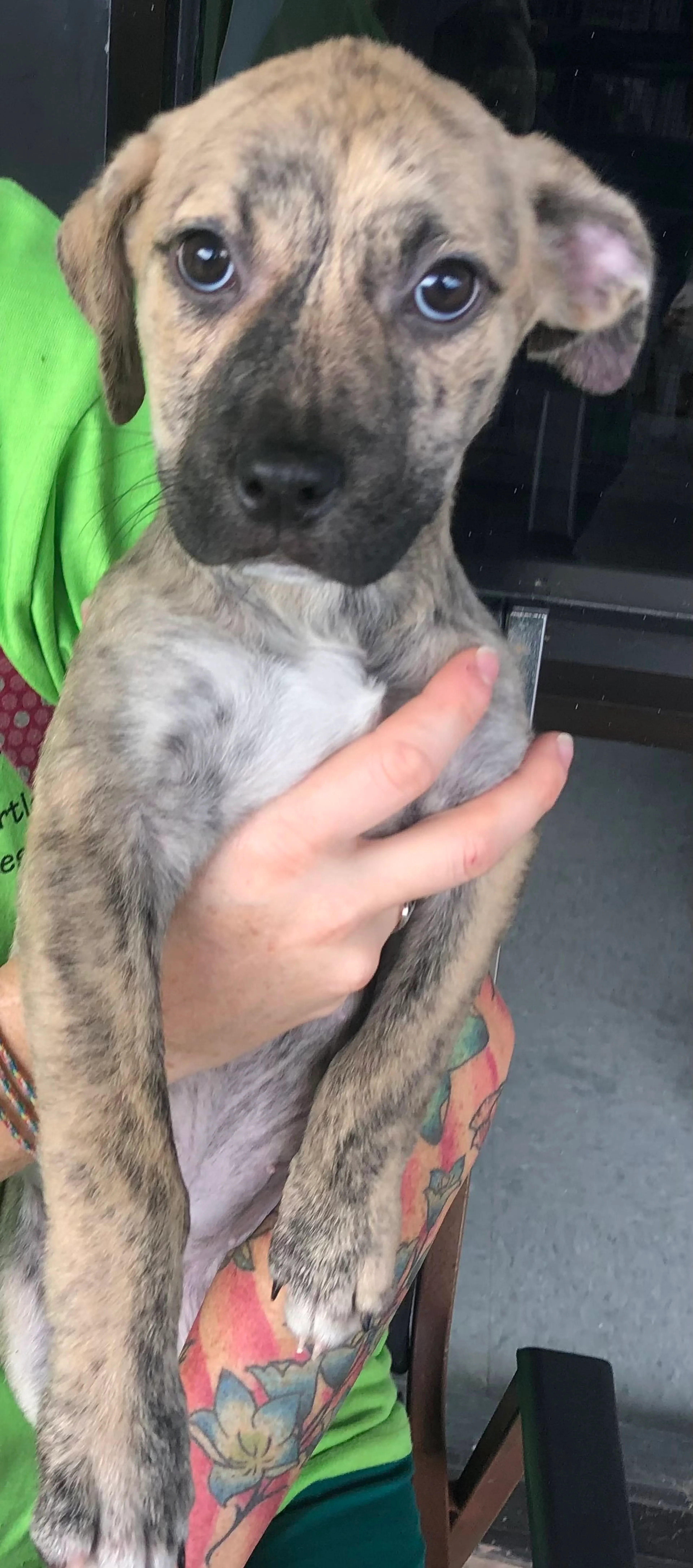 Found pet-4