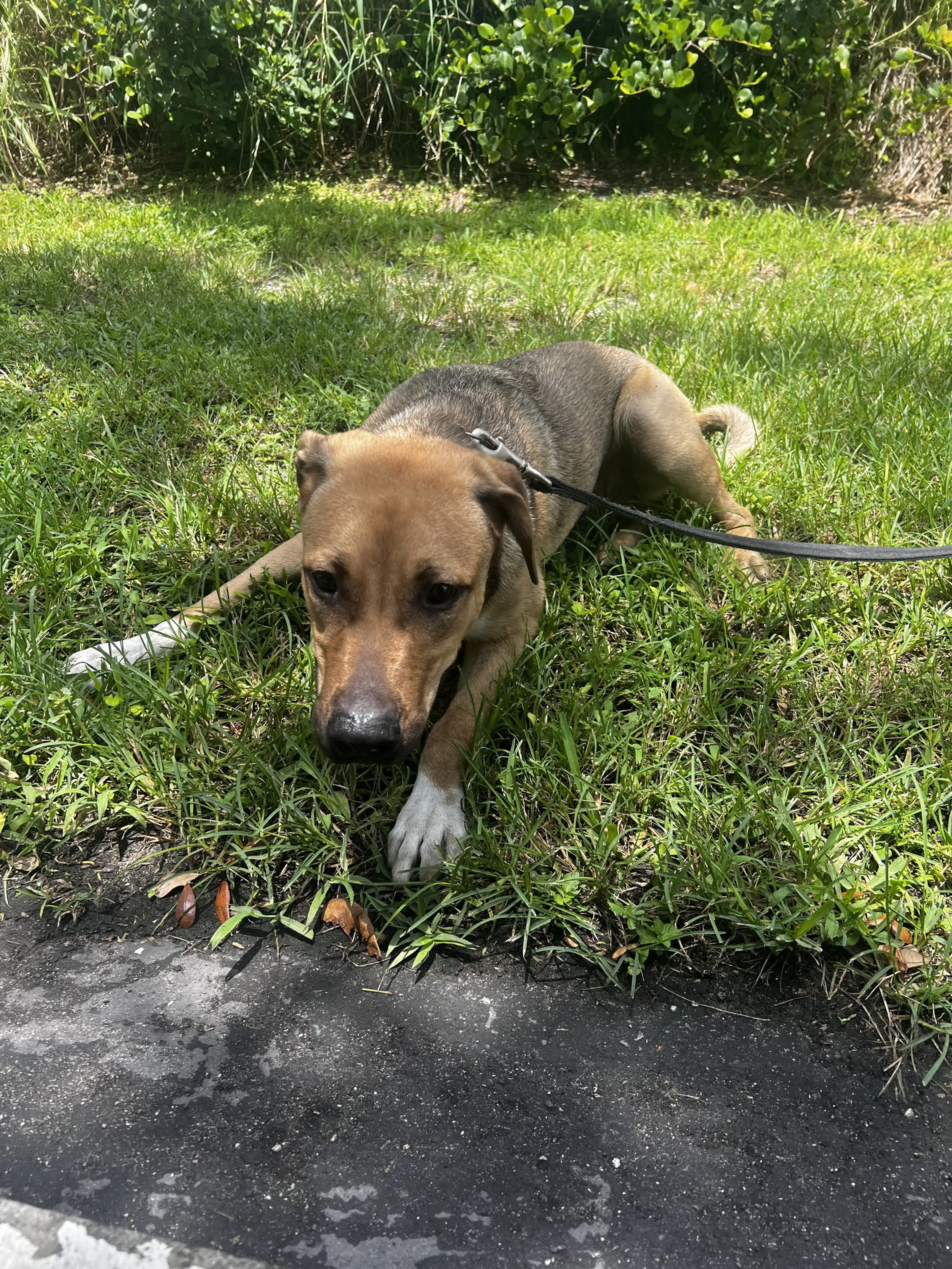 Found pet-2