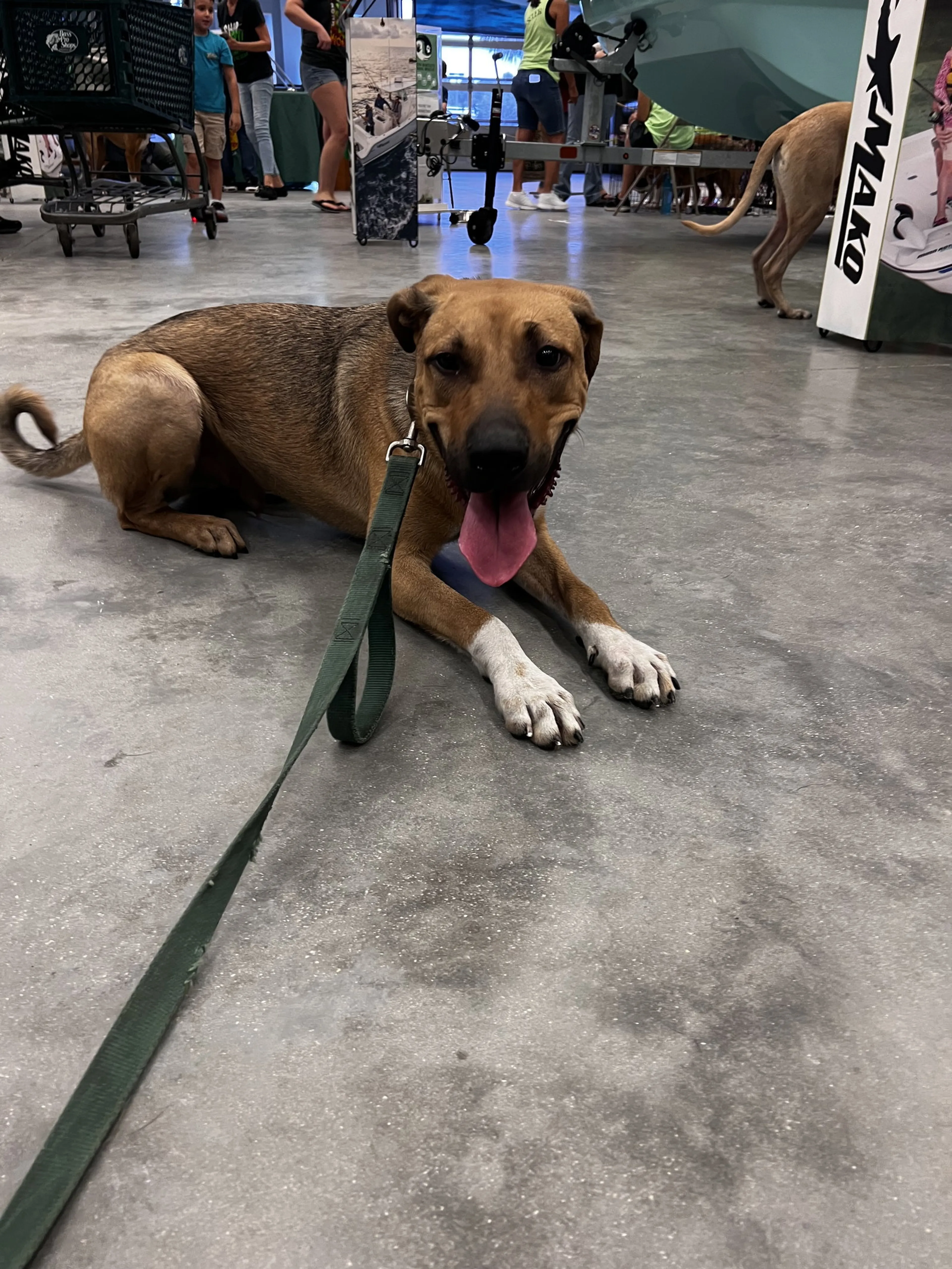 Found pet-1