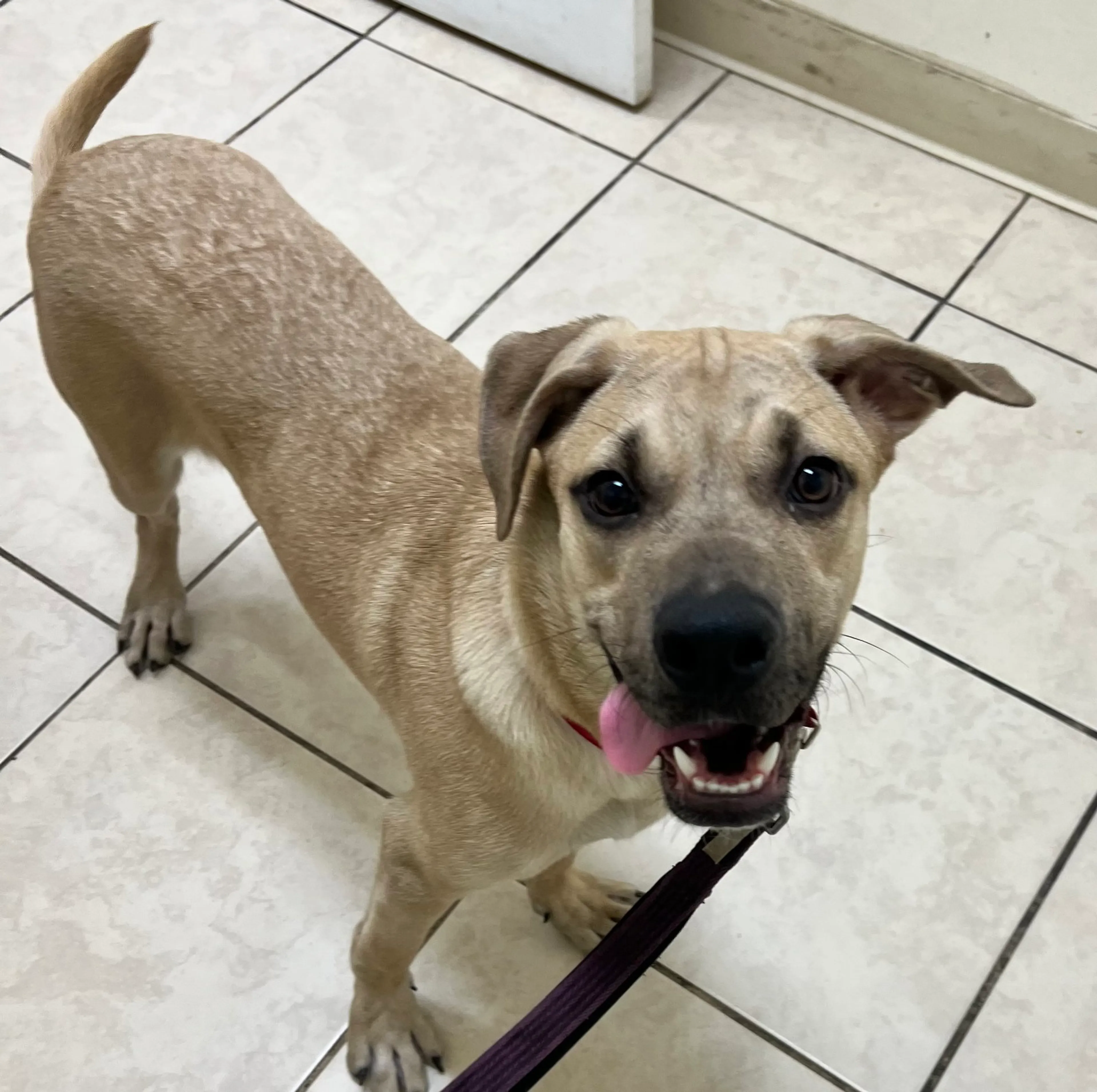 Found pet-2