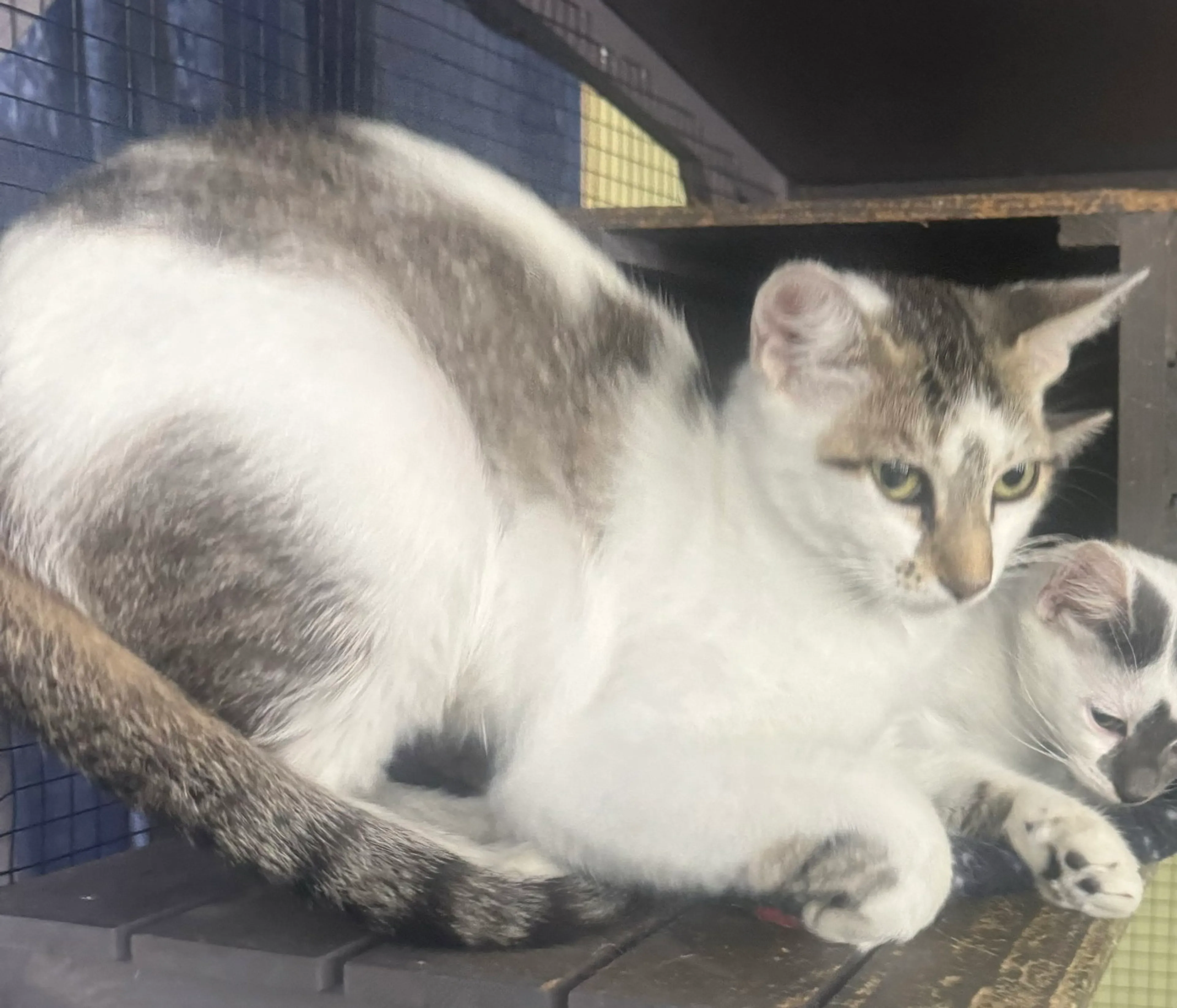 Found pet
