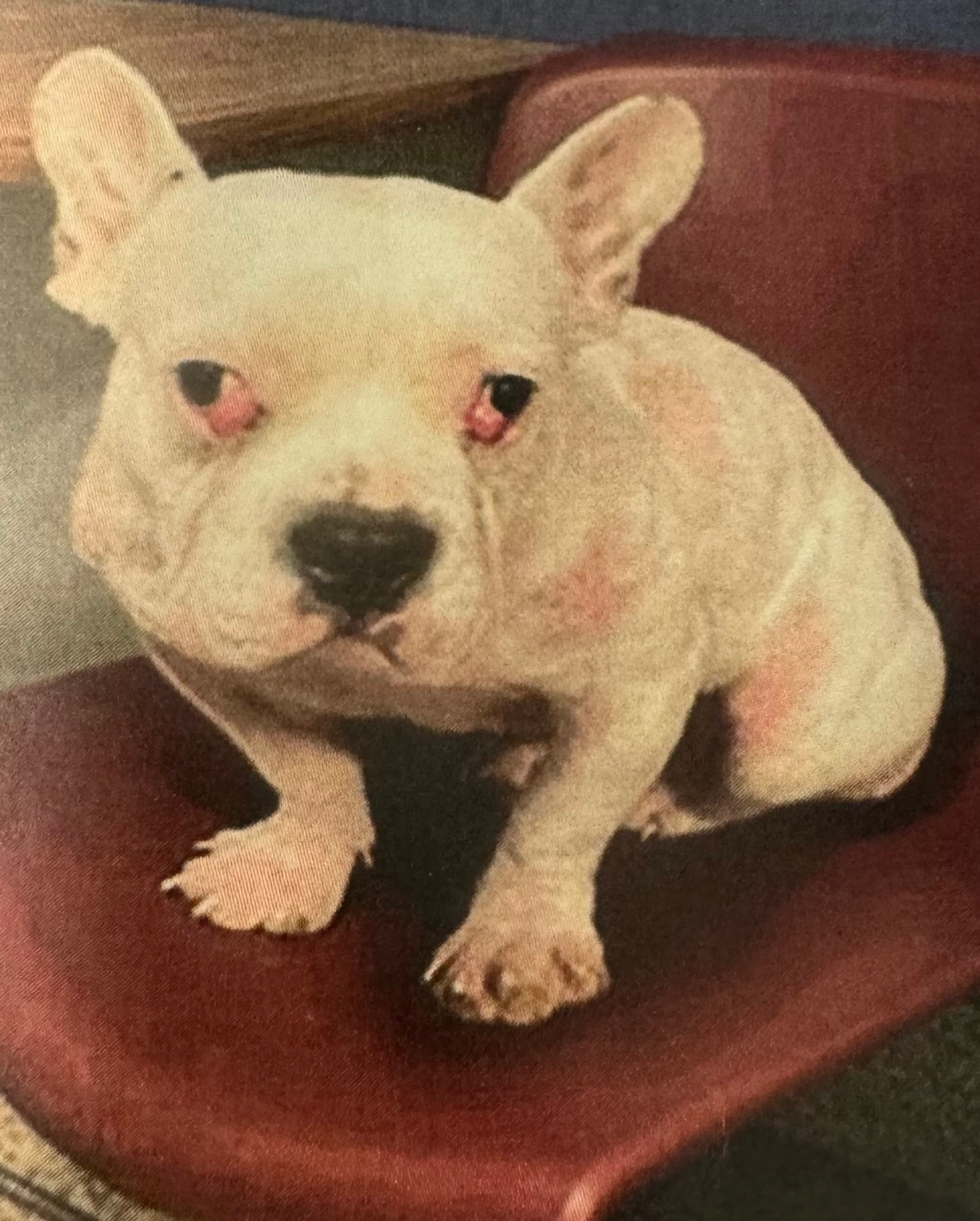 Found pet-1