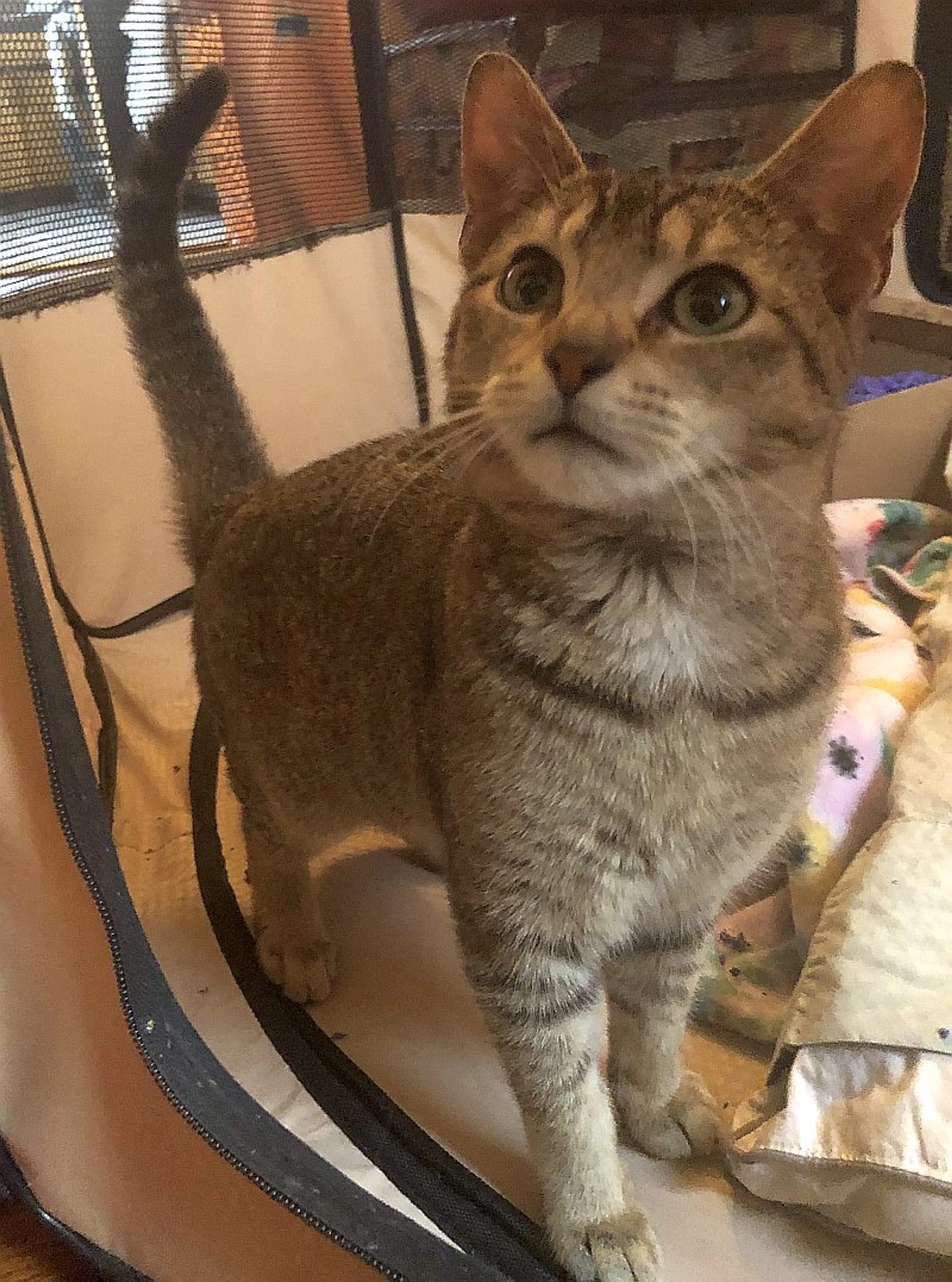Found pet