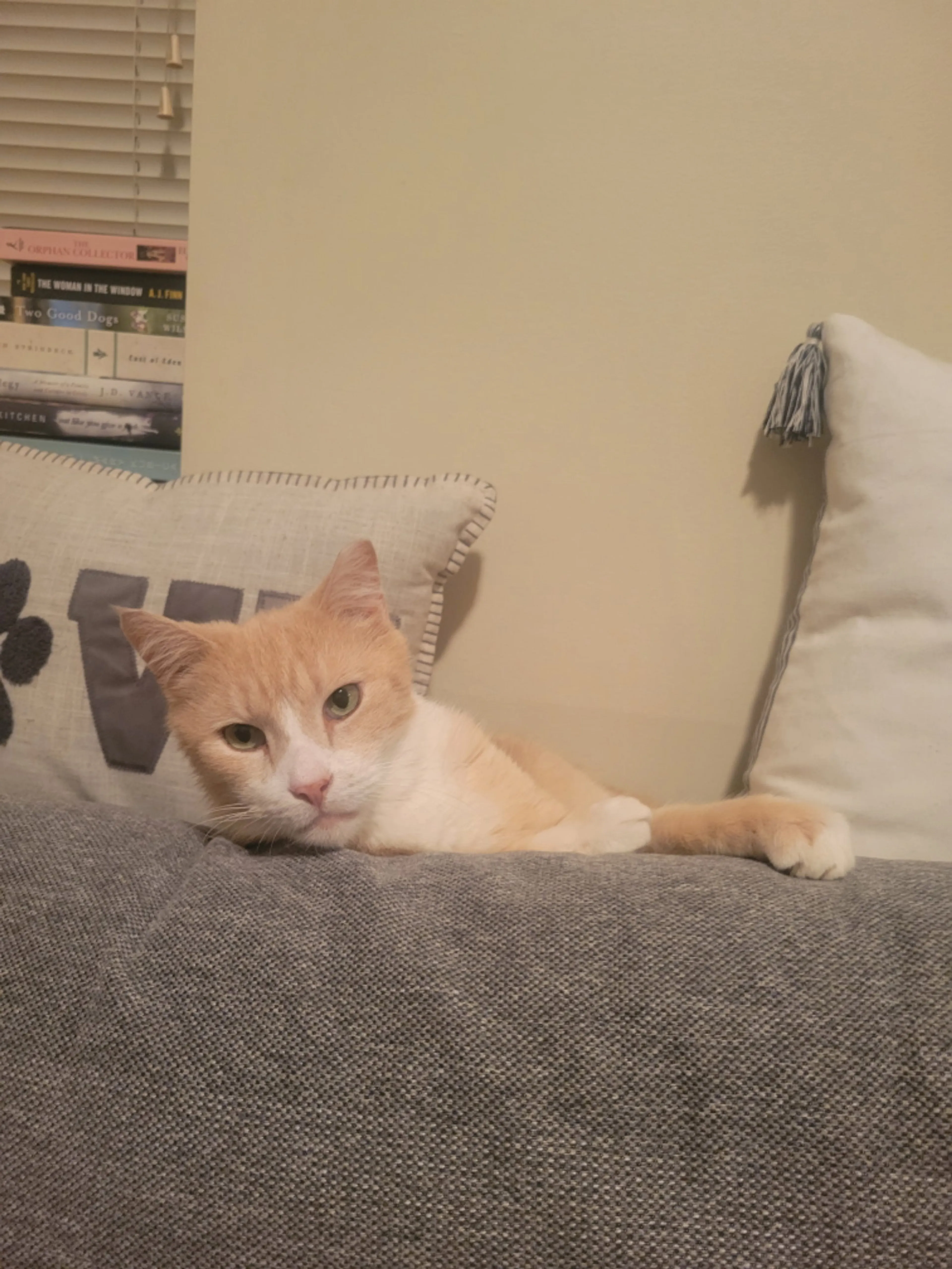 Found pet-2