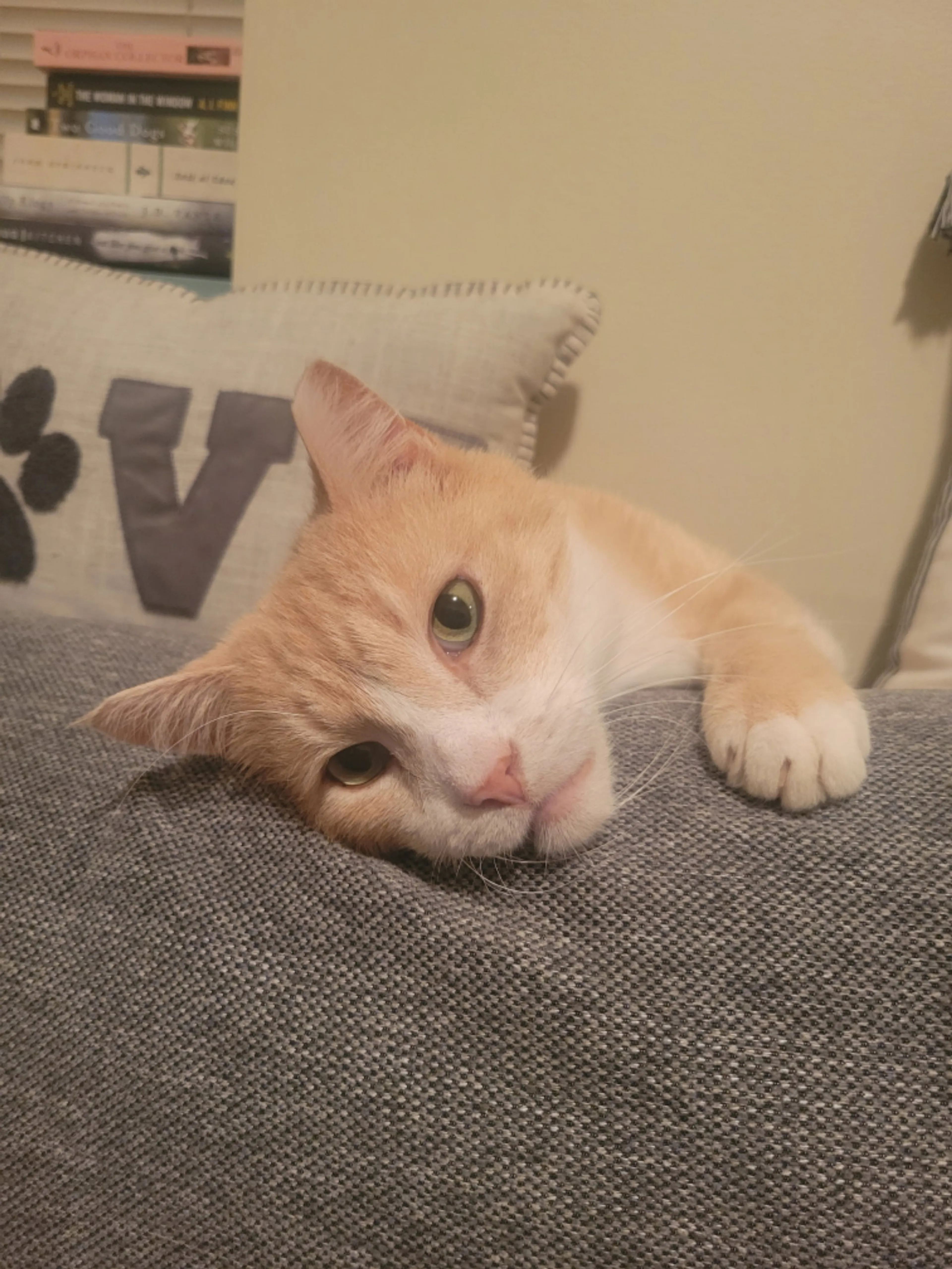 Found pet-0