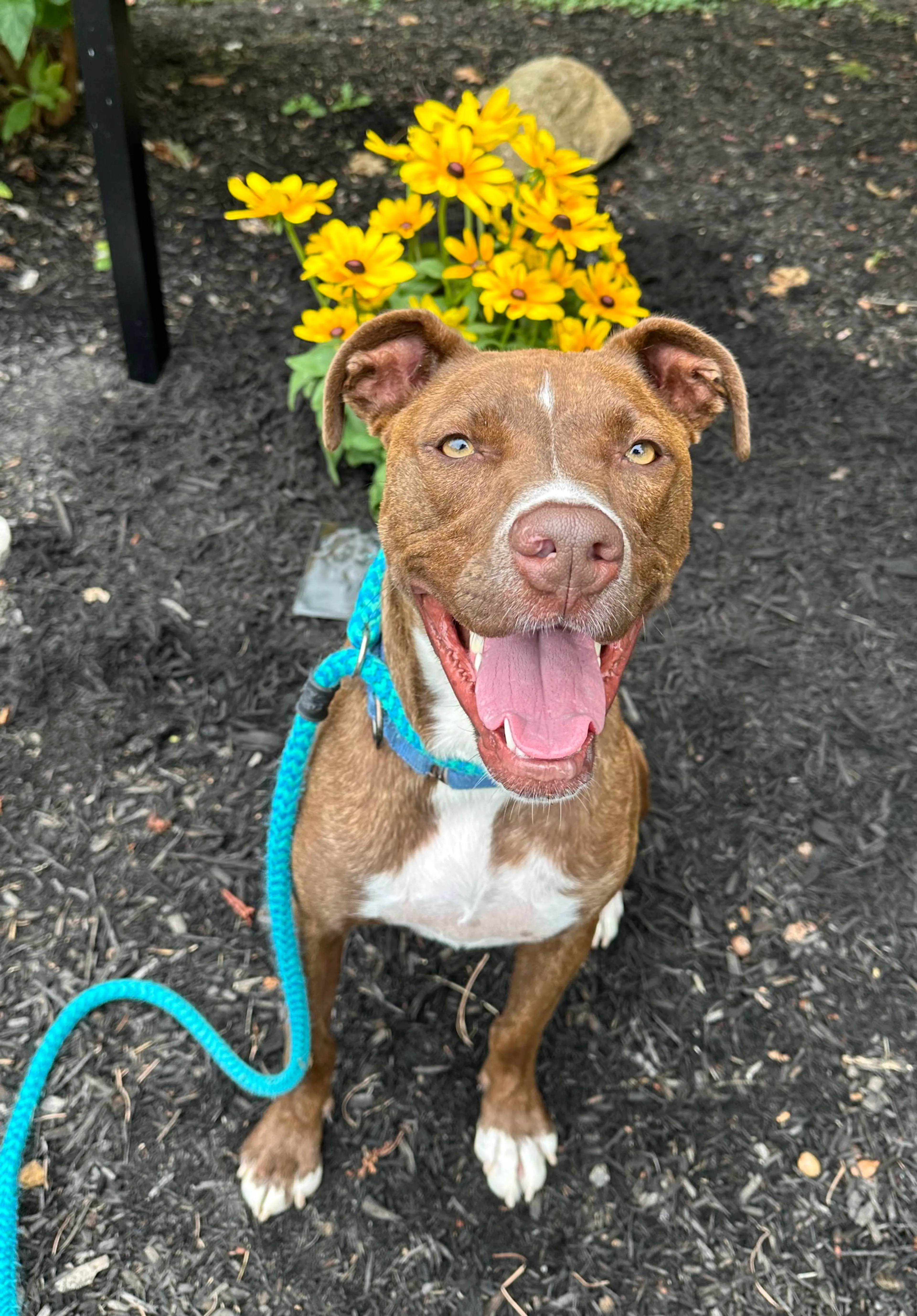 cdn image