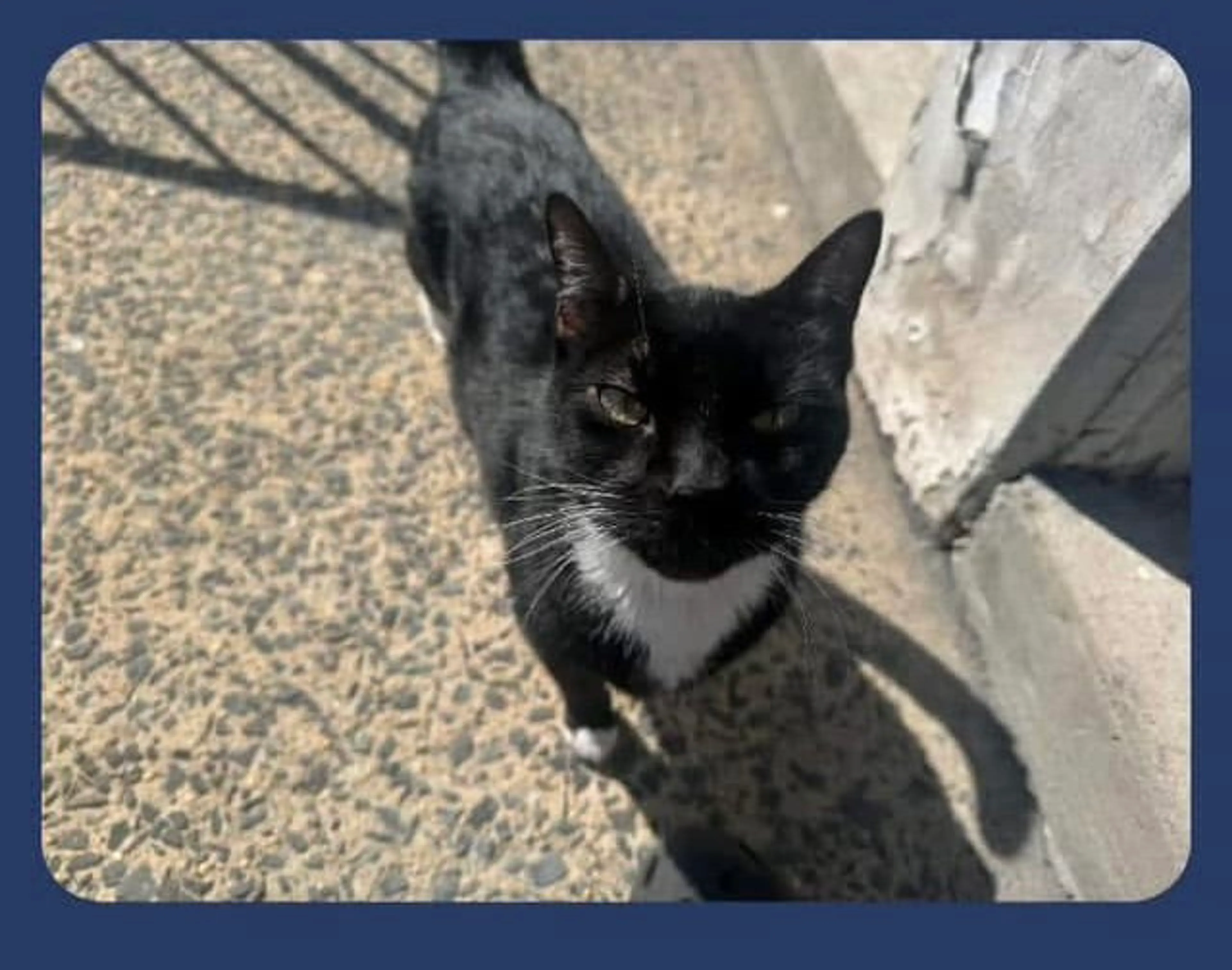 Found pet-5