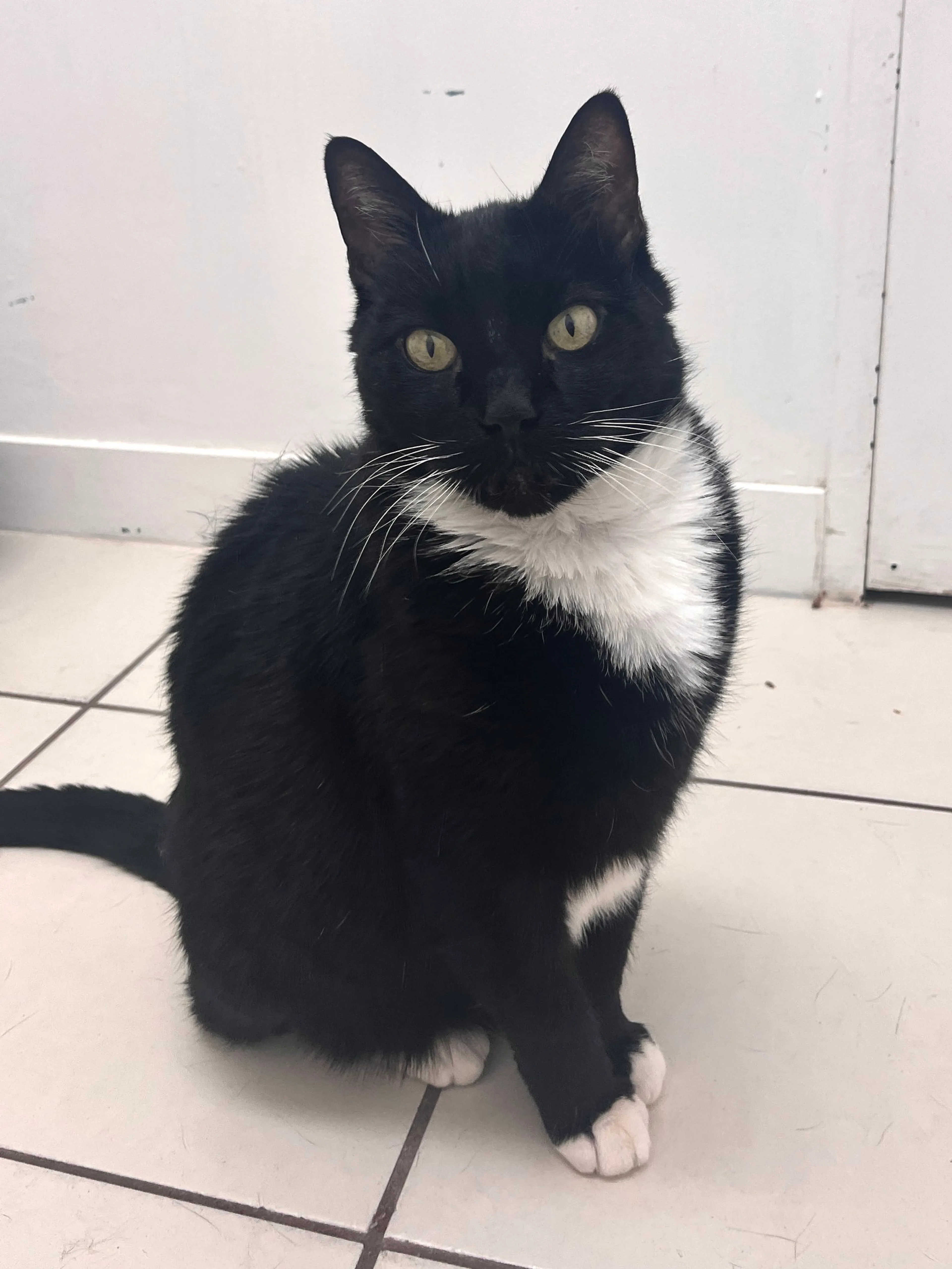 Found pet-1