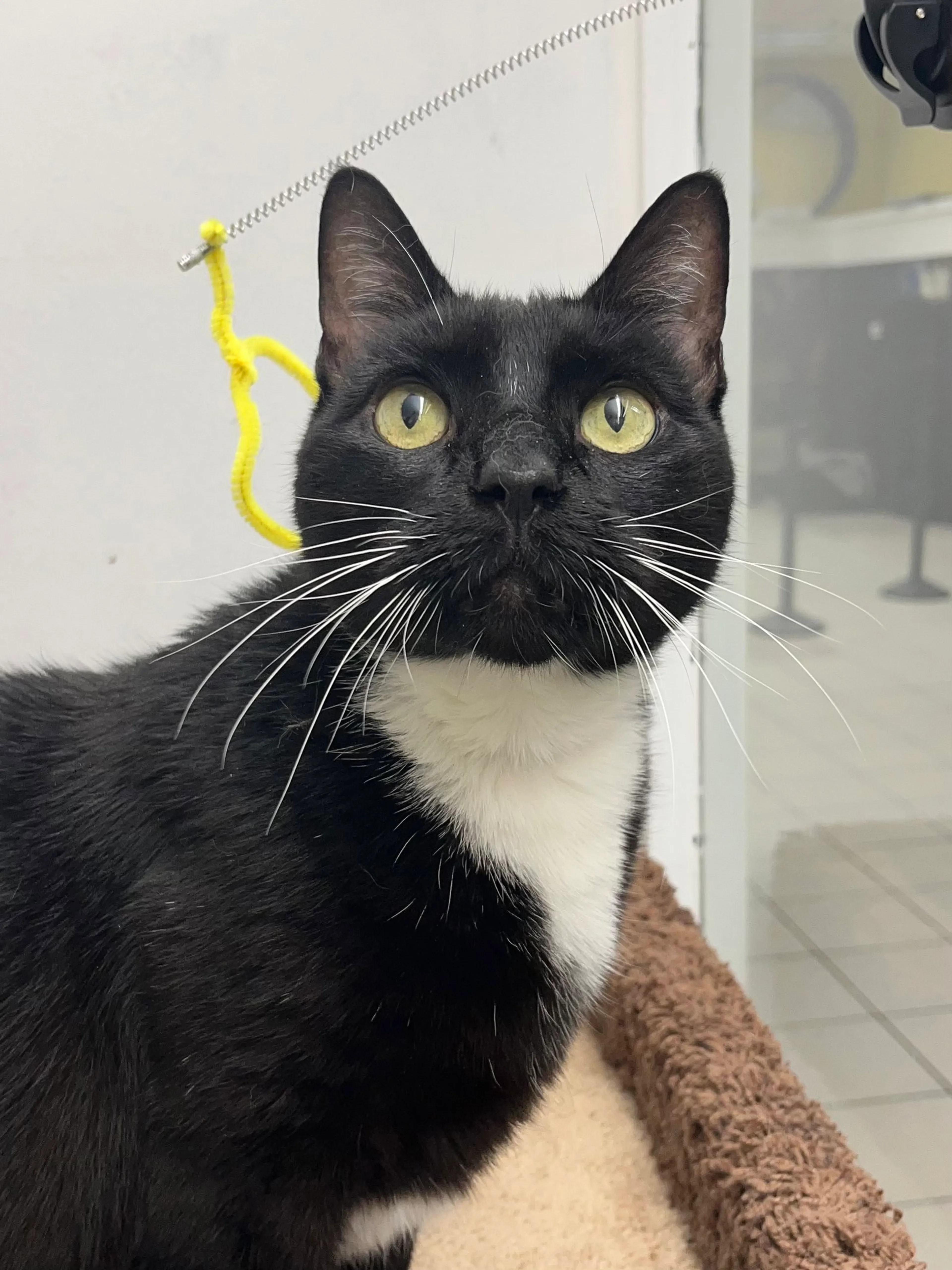 Found pet-7