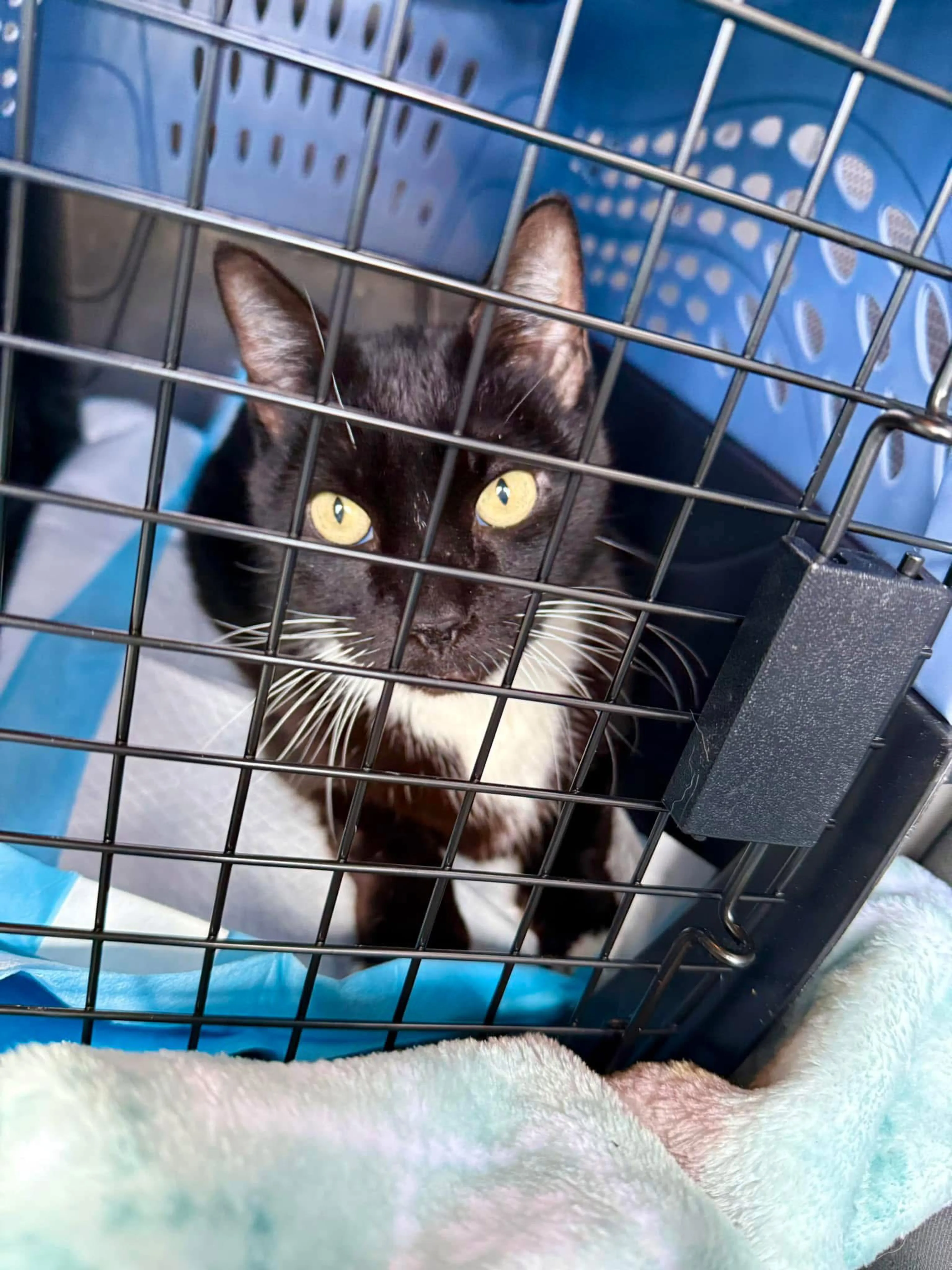 Found pet-6