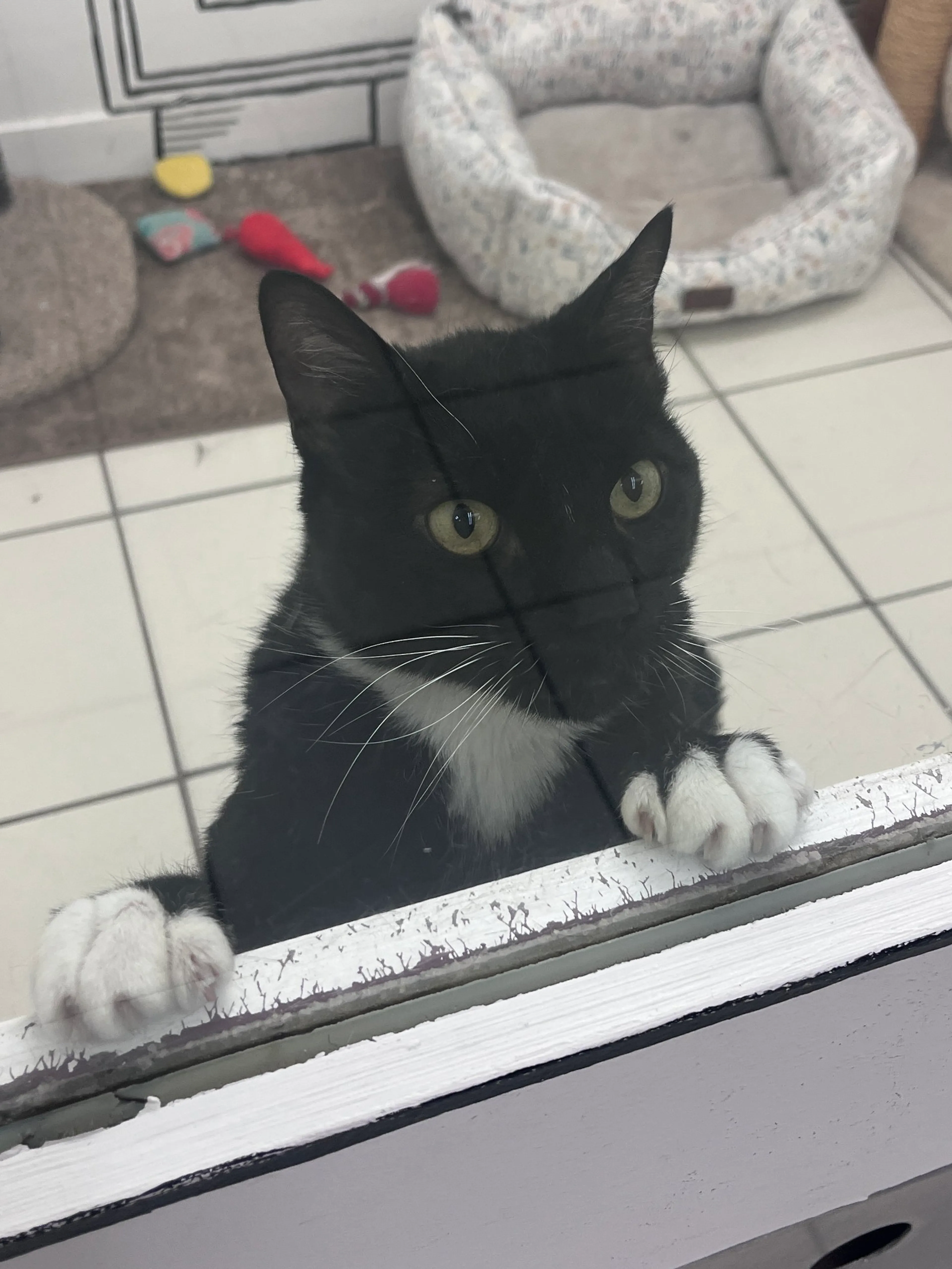 Found pet-4