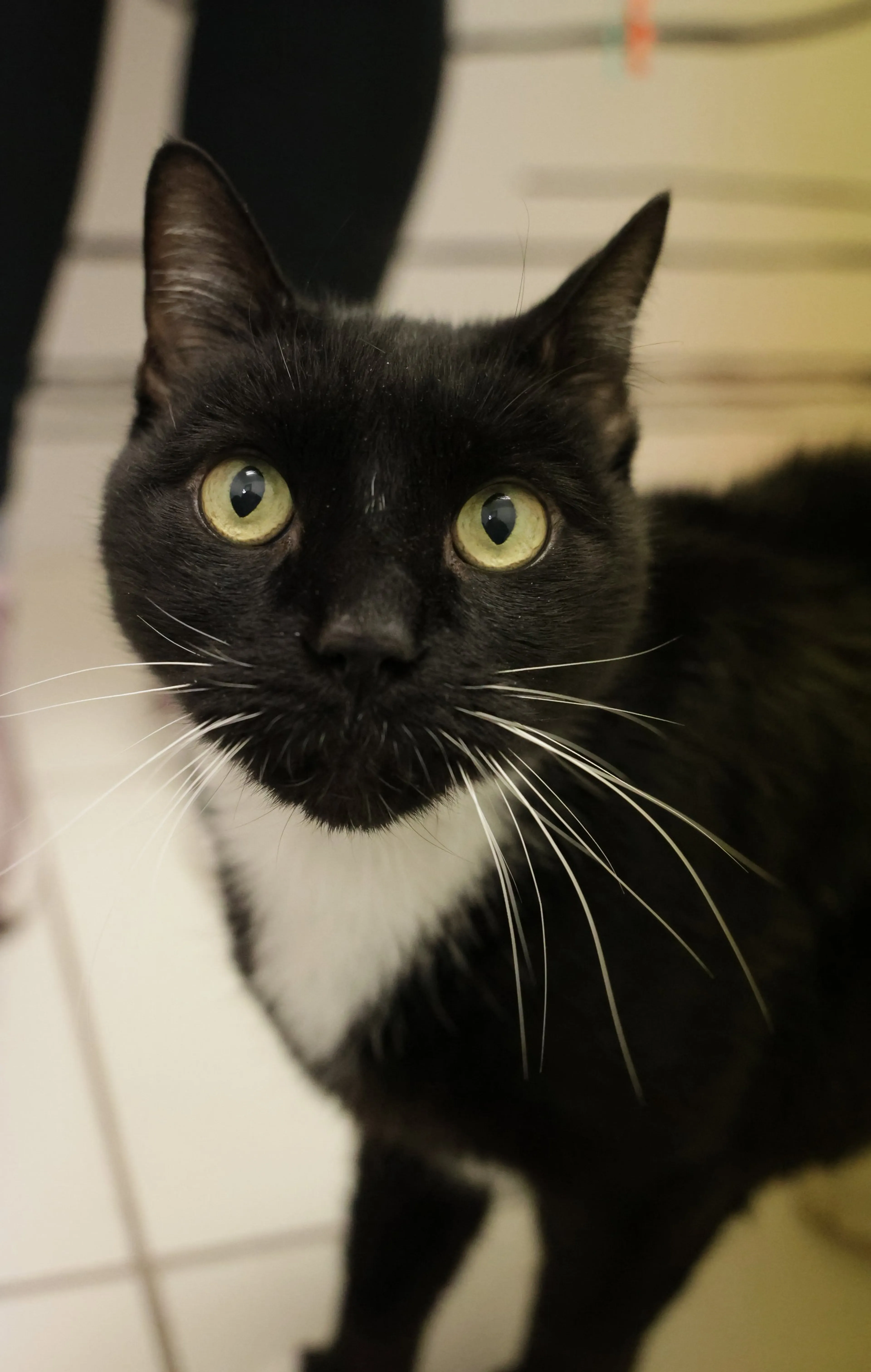 Found pet-3