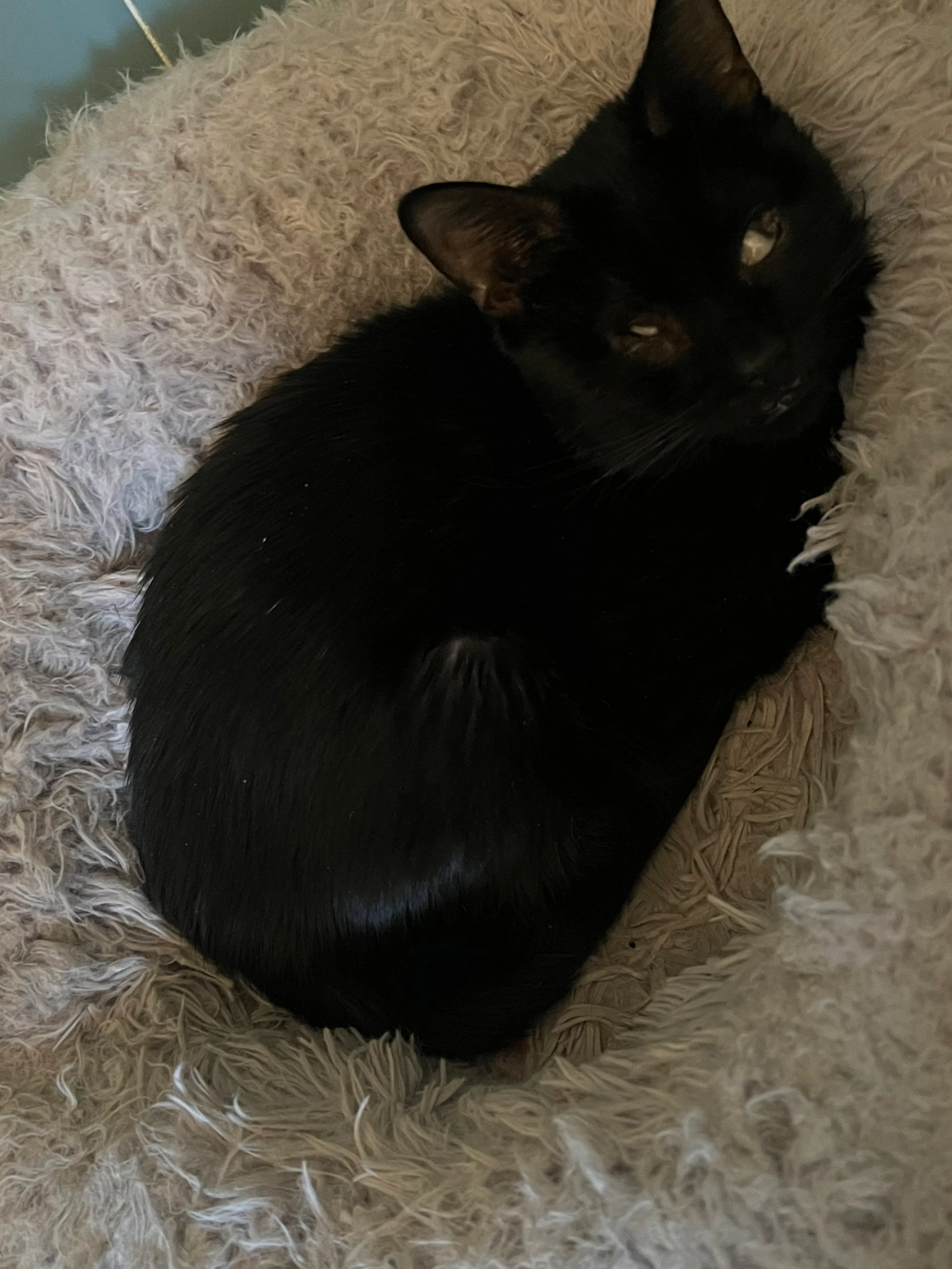 Found pet-1